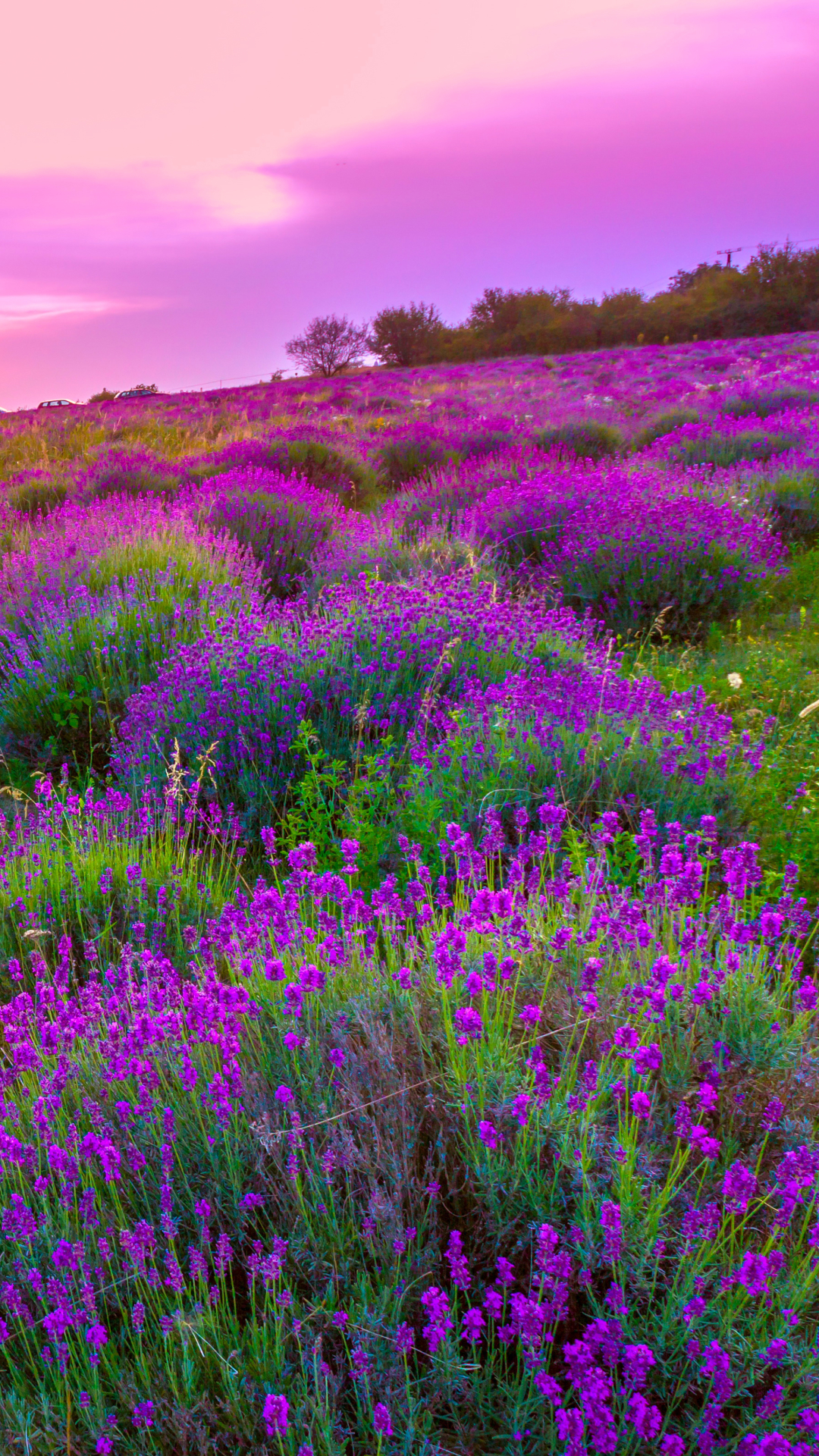 1080x1920   1600x2560 Lavender Field with Night 1600x2560 Обои для разрешения, HD Nature 4K обои, изображения, фотографии и фон - обои Den 