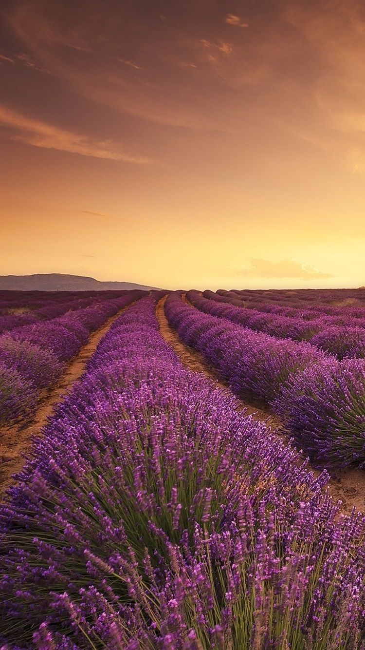 750x1334  lavender Fields обои 4K, пейзаж, розовое небо, сад, цветение, природа, #1607 