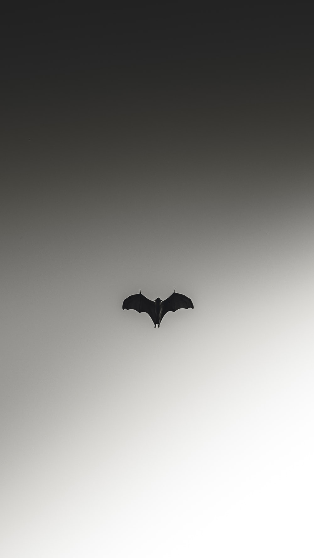 1000x1777 Wallpaper Bats в 2022 году | Хэллоуин обои фона iPhone, Witchy обои, готические обои 