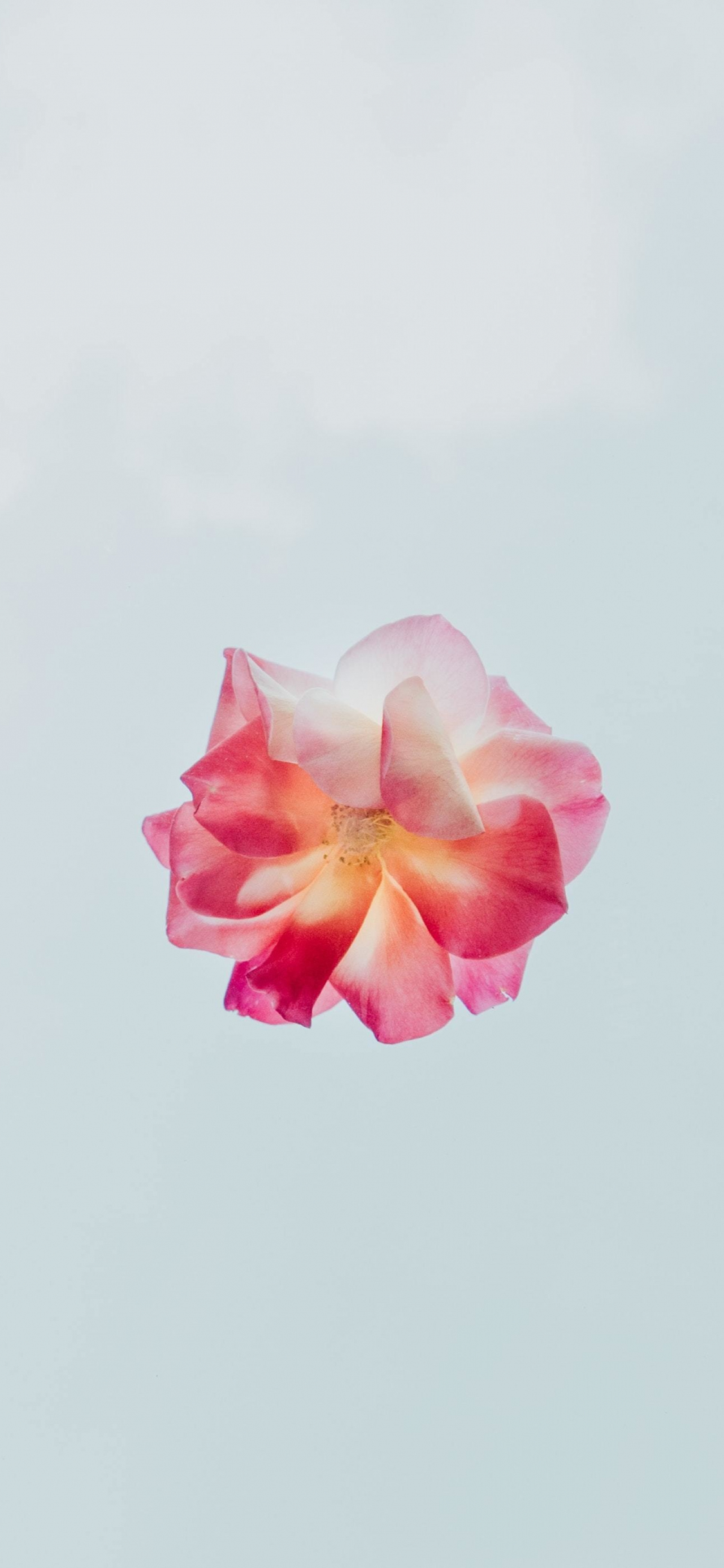 1125x2436   -цветочные обои эстетика hd - pixelstalk.net 