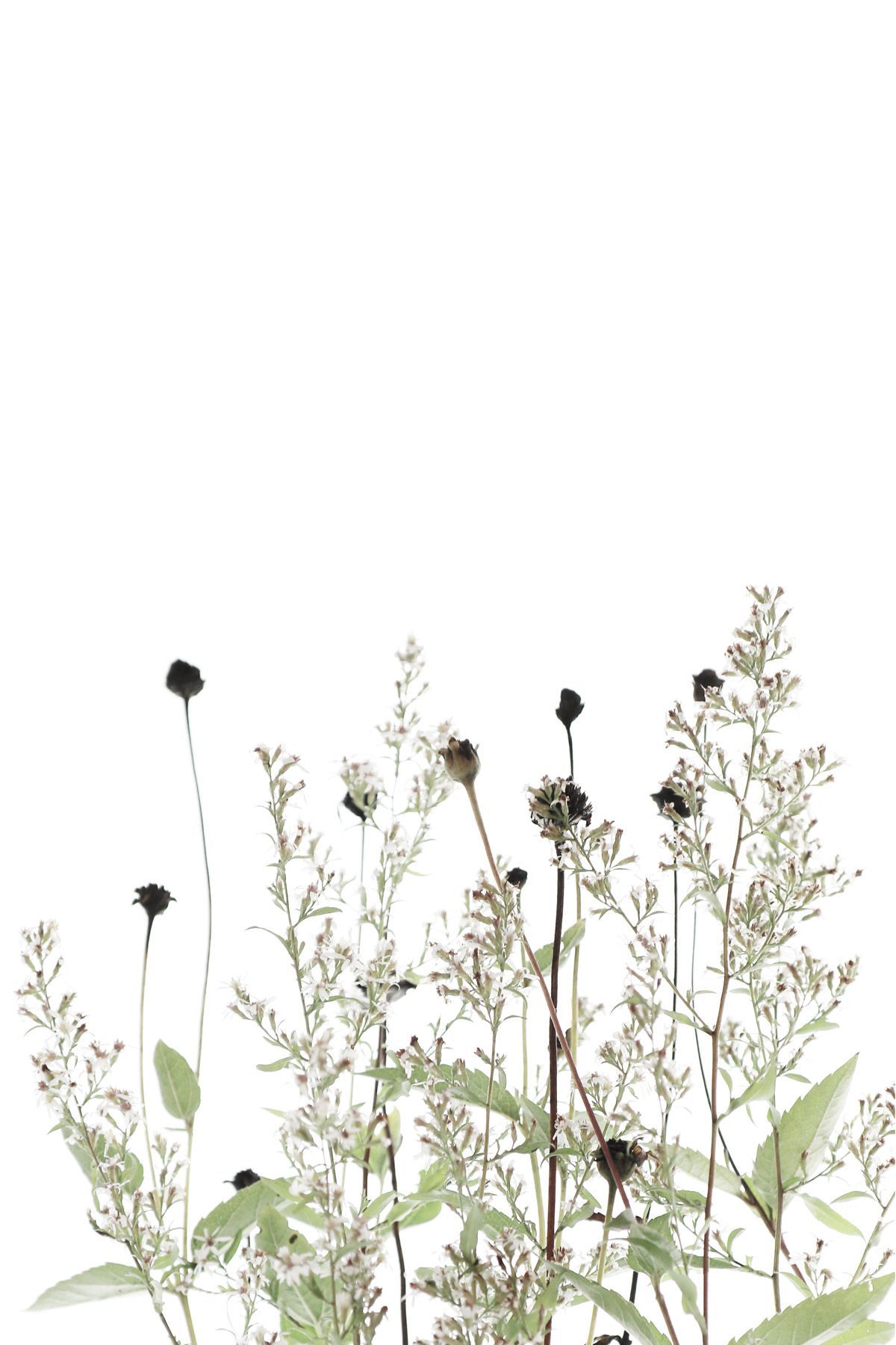 1200x1800  download Минимальные цветочные обои | Wallpapers.com 