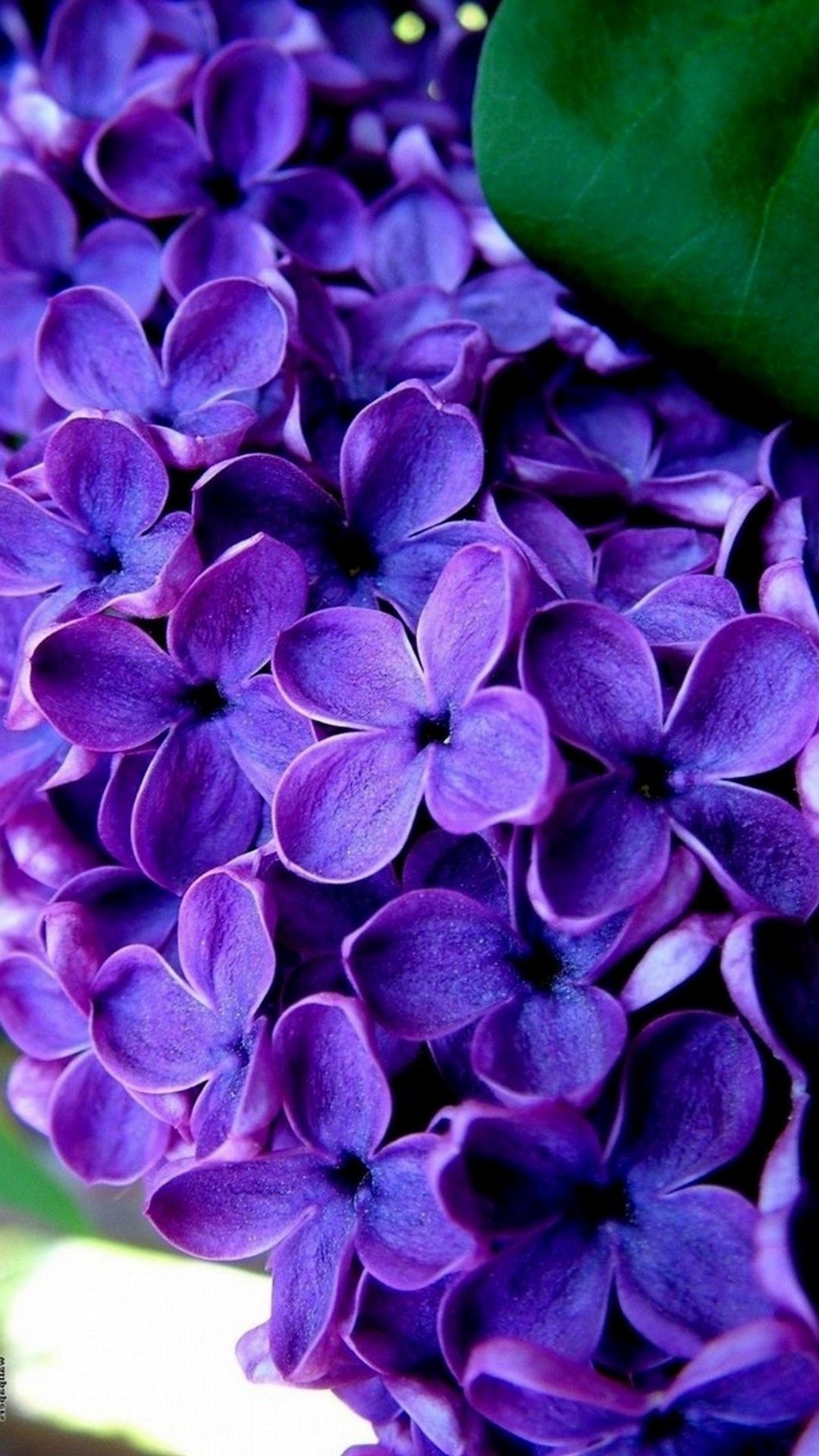 1080x1920 Фиолетовый iPhone обои HD Lock Escreen Lilacs цветы лепестки цветут 4K изображения | Фоны PH… в 2022 году | Фотографии обоев iPhone, обои для iPhone, обои бесплатно скачать 