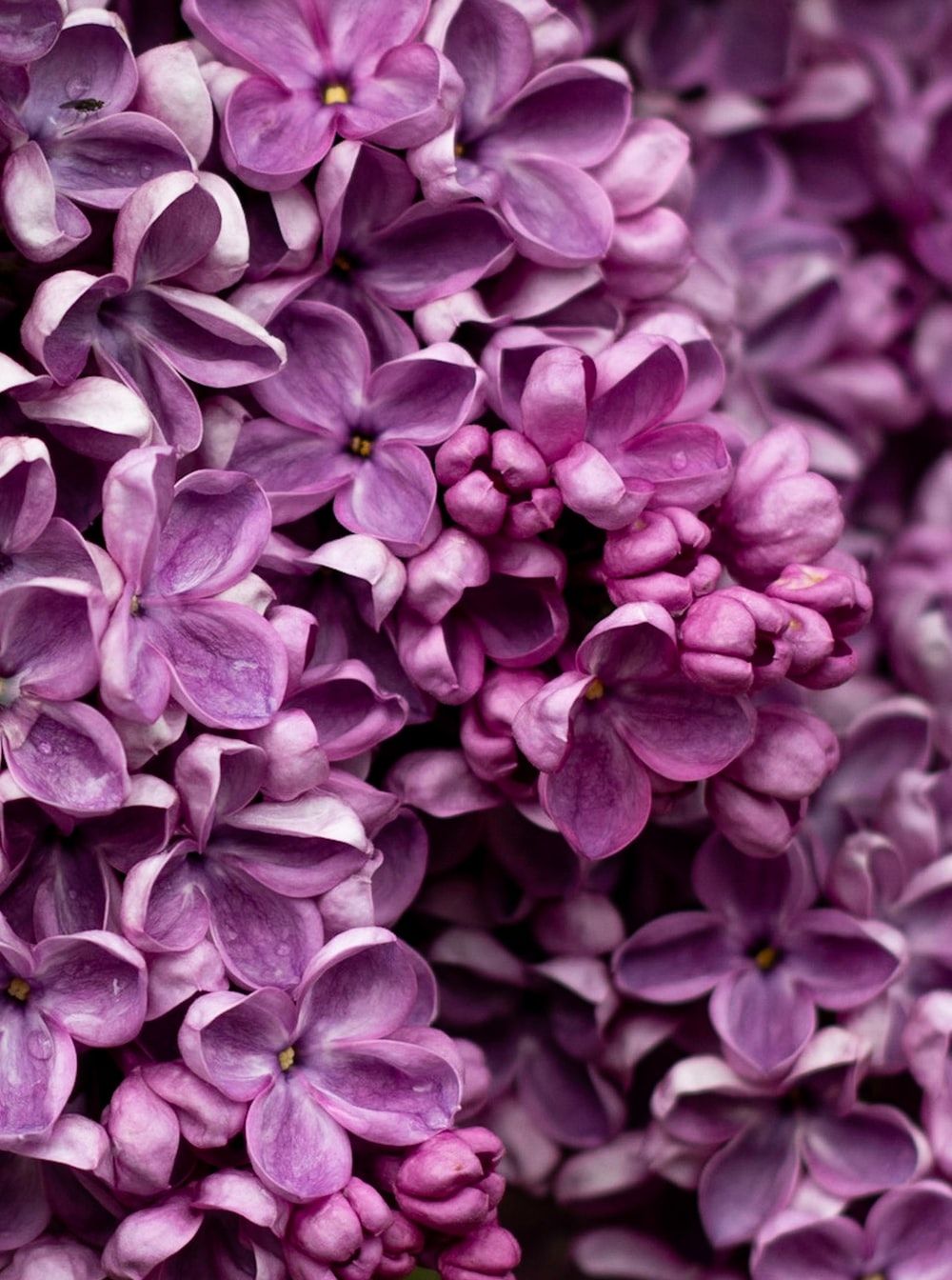 1000x1344 purple Lilac Flowers, Nature, HD Телефон Обои | Peakpx