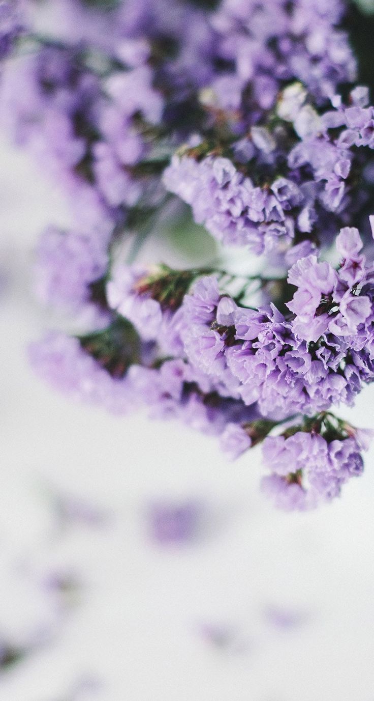 736x1377 lilac Wallpapers - Top Free Facks Lilac - WalpaperAccess