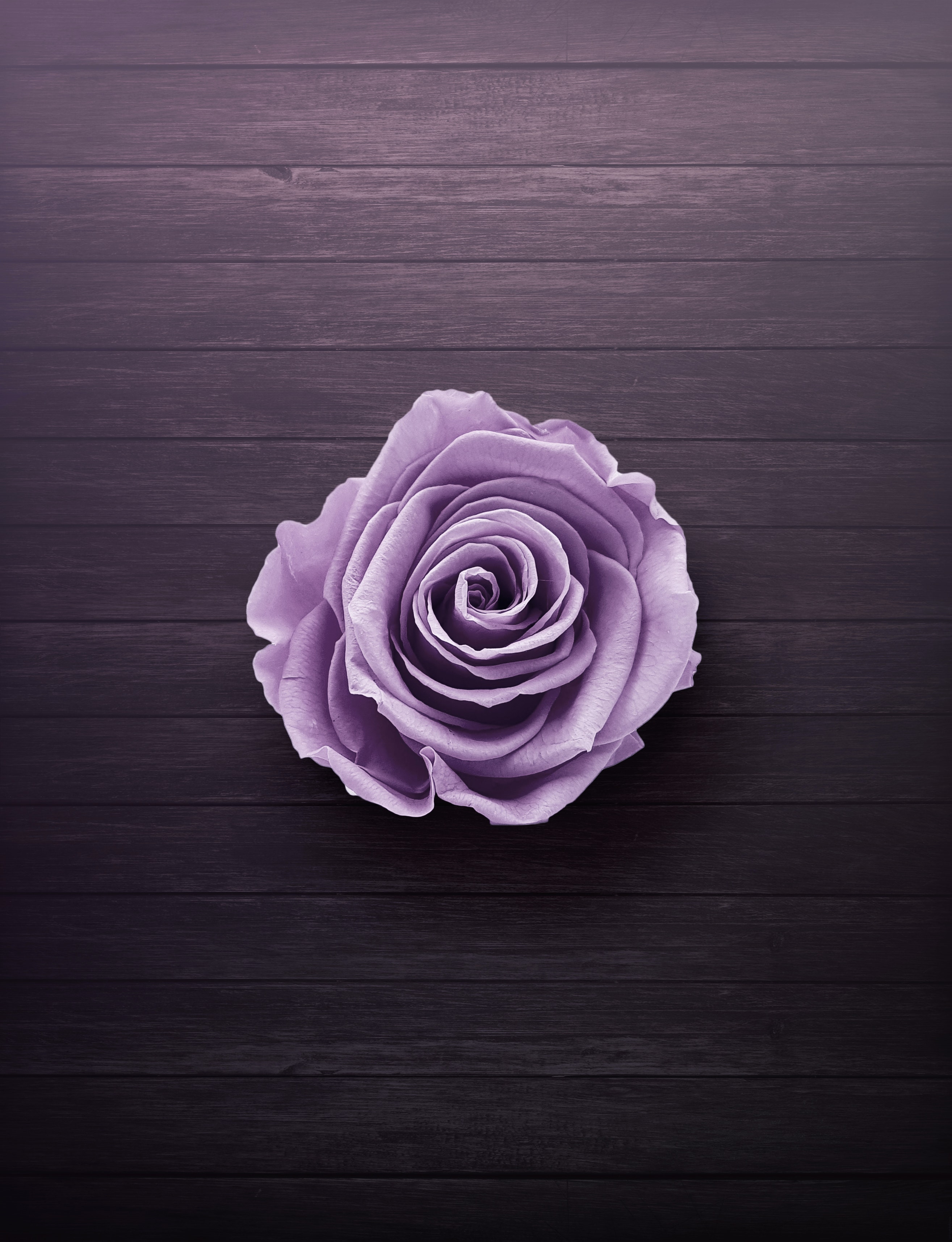 2629x3429 Purple Flowers, Blossom, Flower, HD Телефон Обои | PEACKPX