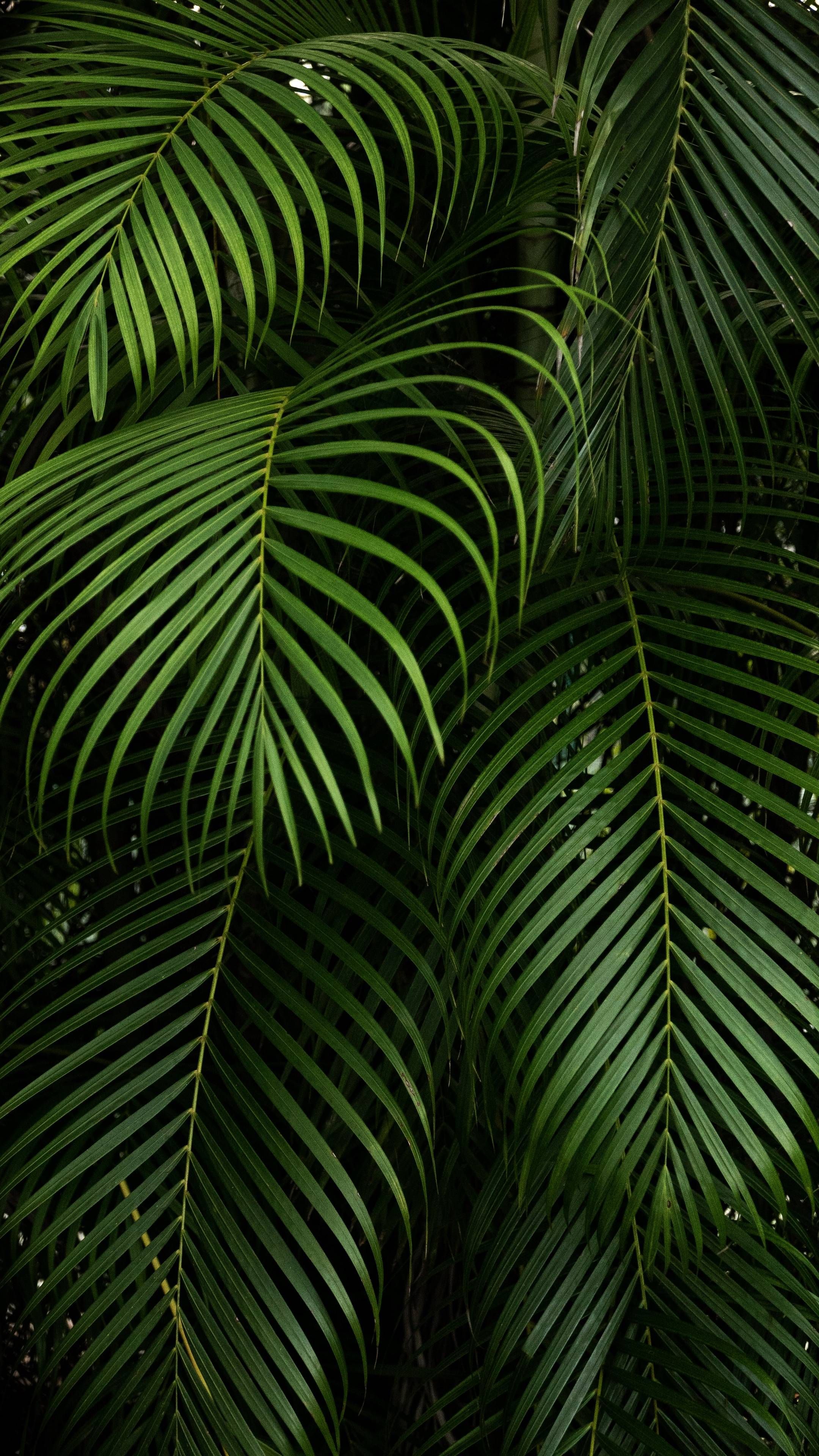 2160x3840  Palm Leaves обои 4K Ultra HD ID: 7950 
