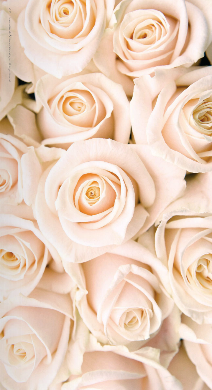 Бежево розовые розы
