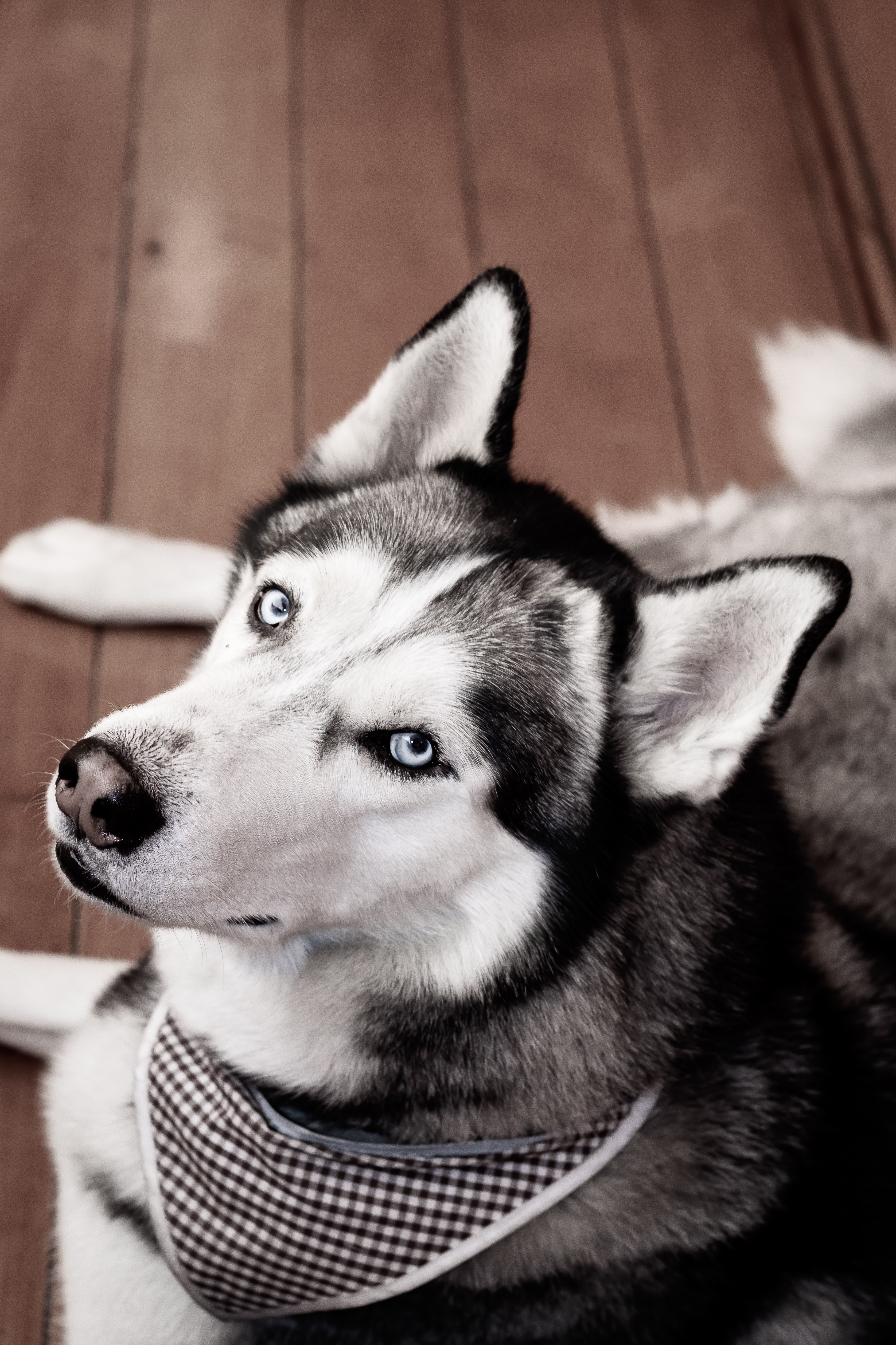 3814x5722 750+ Husky 4K Pictures [HD] | Скачать бесплатные изображения на Unsplash 