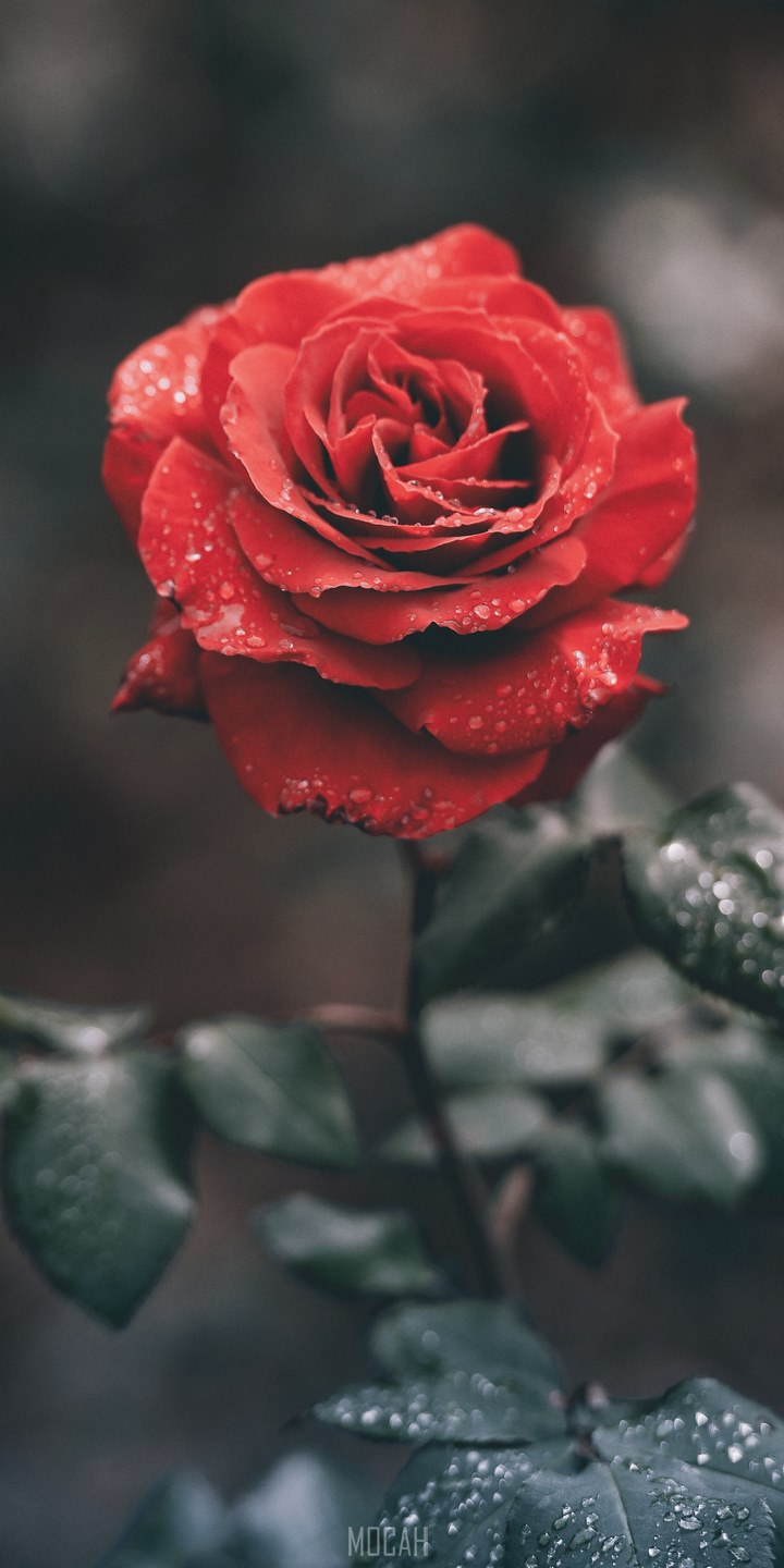 720x1440  Wallpaper Android Download