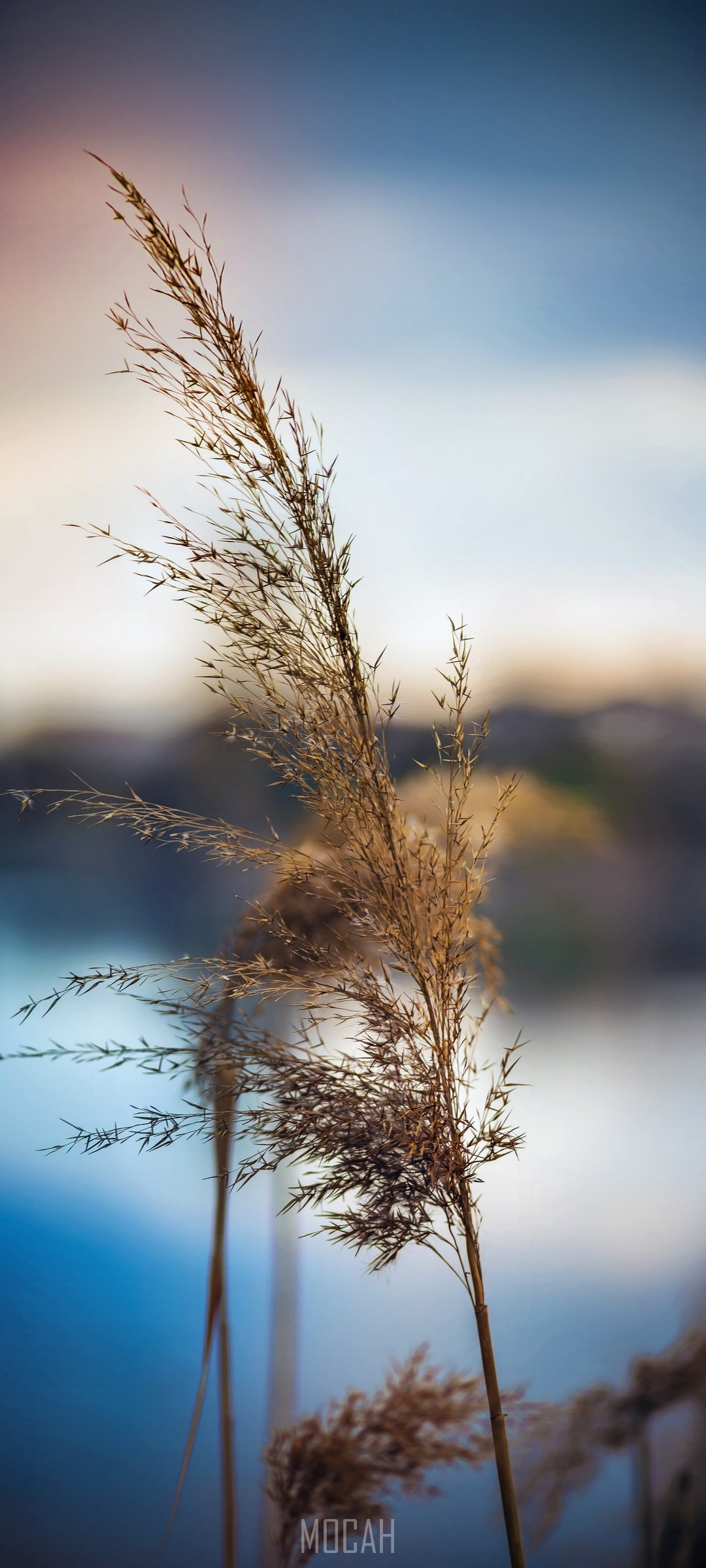 1080x2400  267118 Поделиться обои блога и дикая природа HD, Oppo Reno Ace обои HD бесплатно скачать, 1080x2400 - Редкая галерея HD Wallpapers