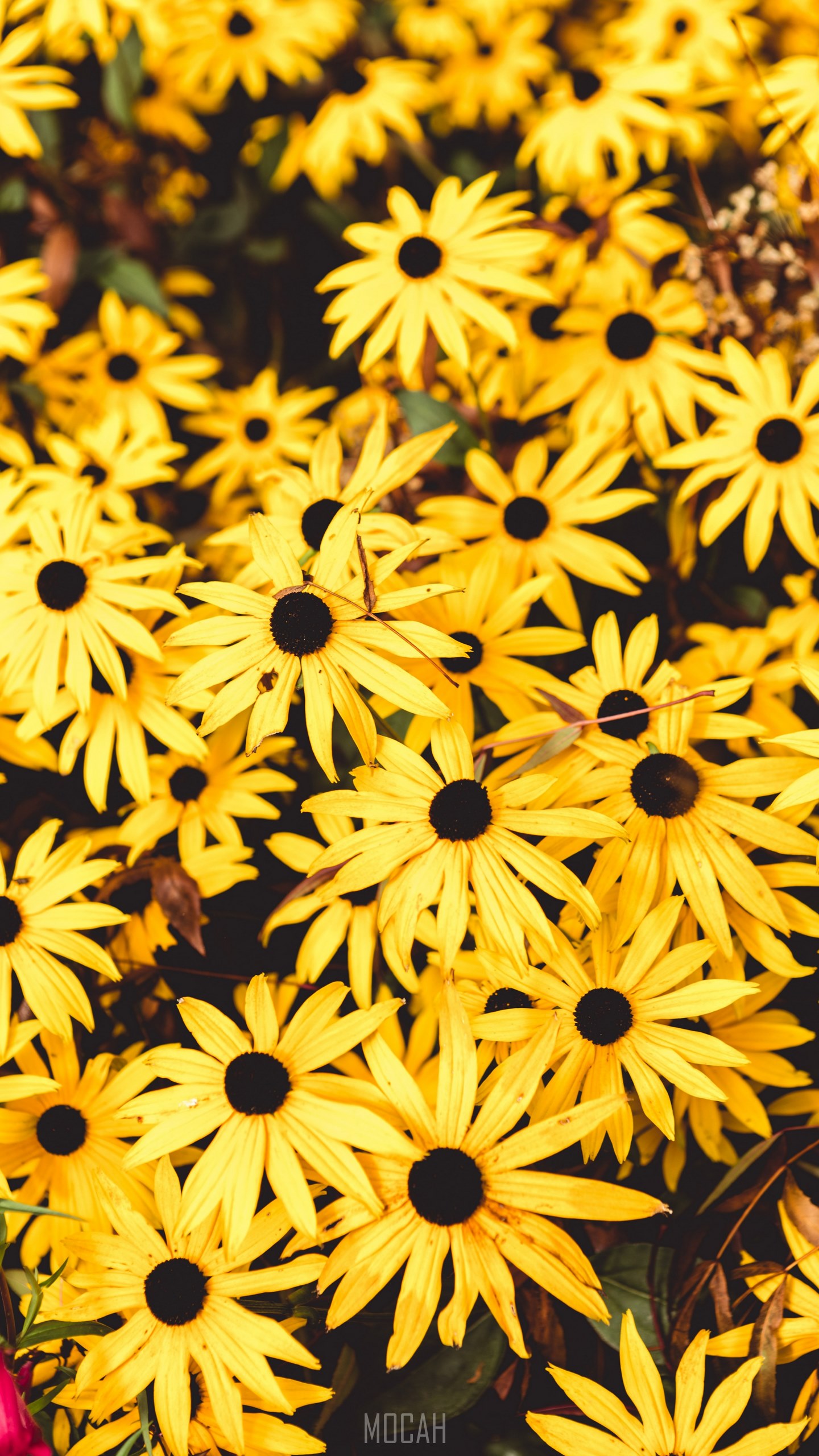 1440x2560  Oppo A5 2020 64 GB (Dazzling White, 4 GB ram -Ram -rm) \ GB rmmbrine) \ GB rmmbrine). Лучшие цены в Индии | Shop.gadgetsnow 