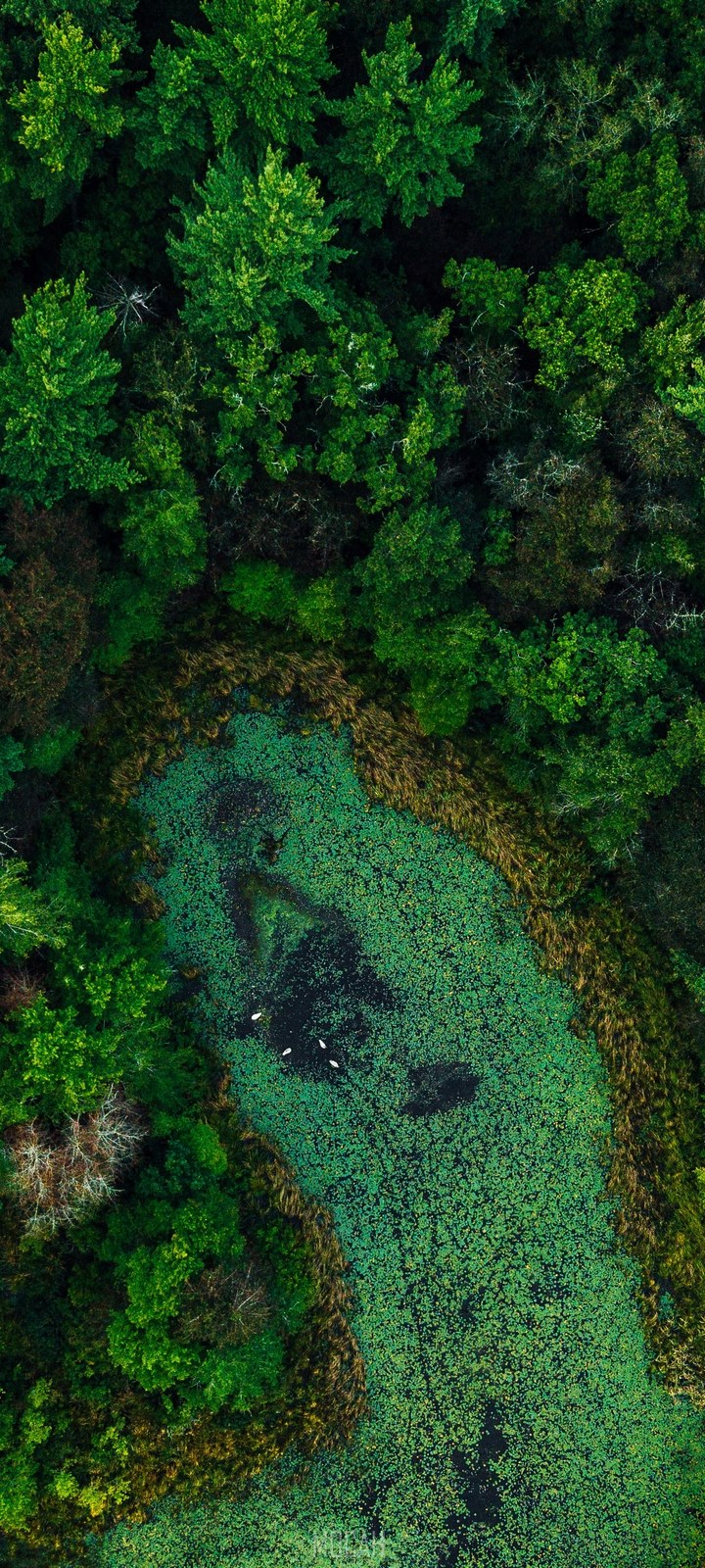 720x1600  287353, смотрящий вниз, Oppo A53 Обои HD бесплатно скачать, 720x1600 - Редкая галерея HD обои 