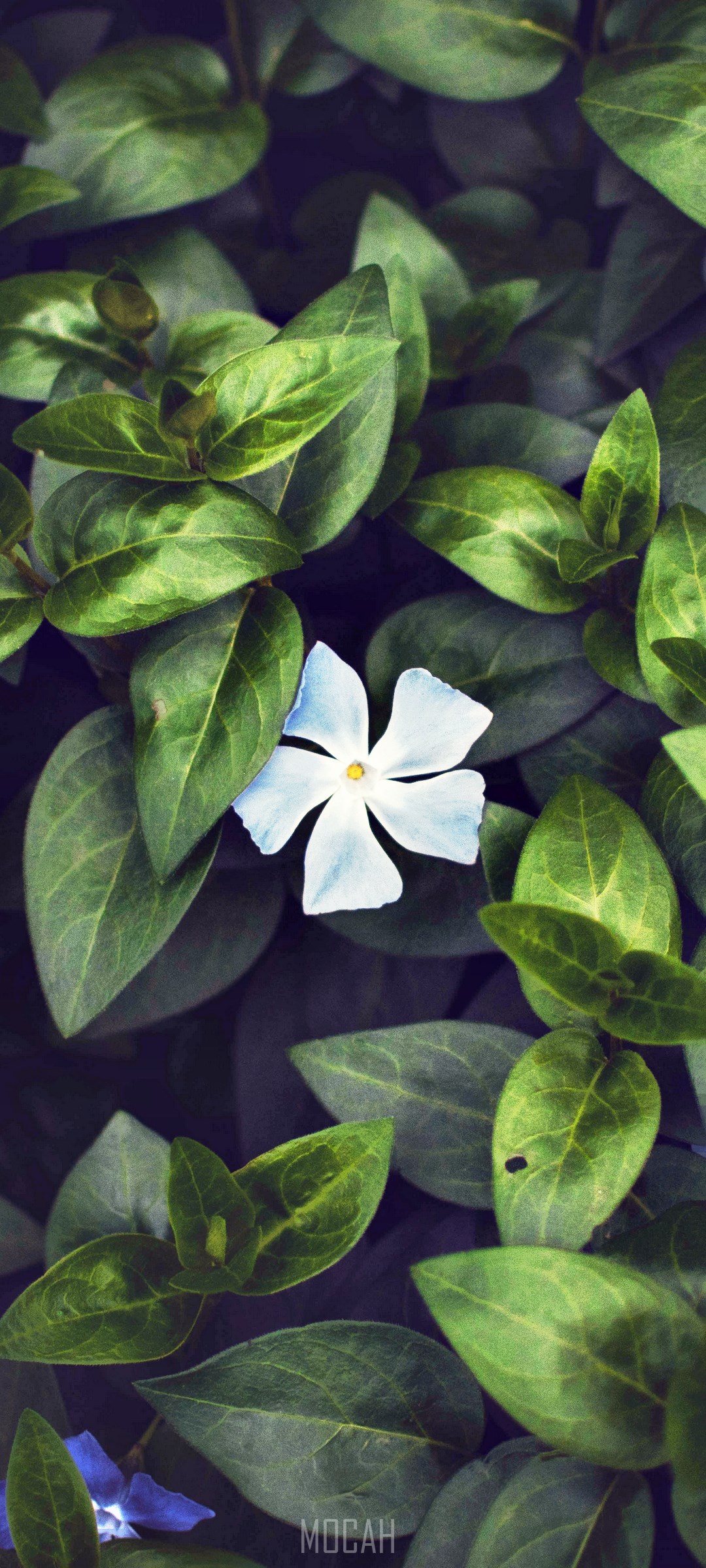 1080x2400  265678 Синий, вода, океан, море, горизонт, Oppo A91 Обои HD Free Download, Greenshing Greenshing, Greenshing, Greenshing, Цветушка, Цветоч, Цветушка, Цветоч, Цветоч, Цветушкинг. Blue, Leaf, Oppo A91 Скачать бесплатно, 1080x2400 - Редкая галерея HD обои 