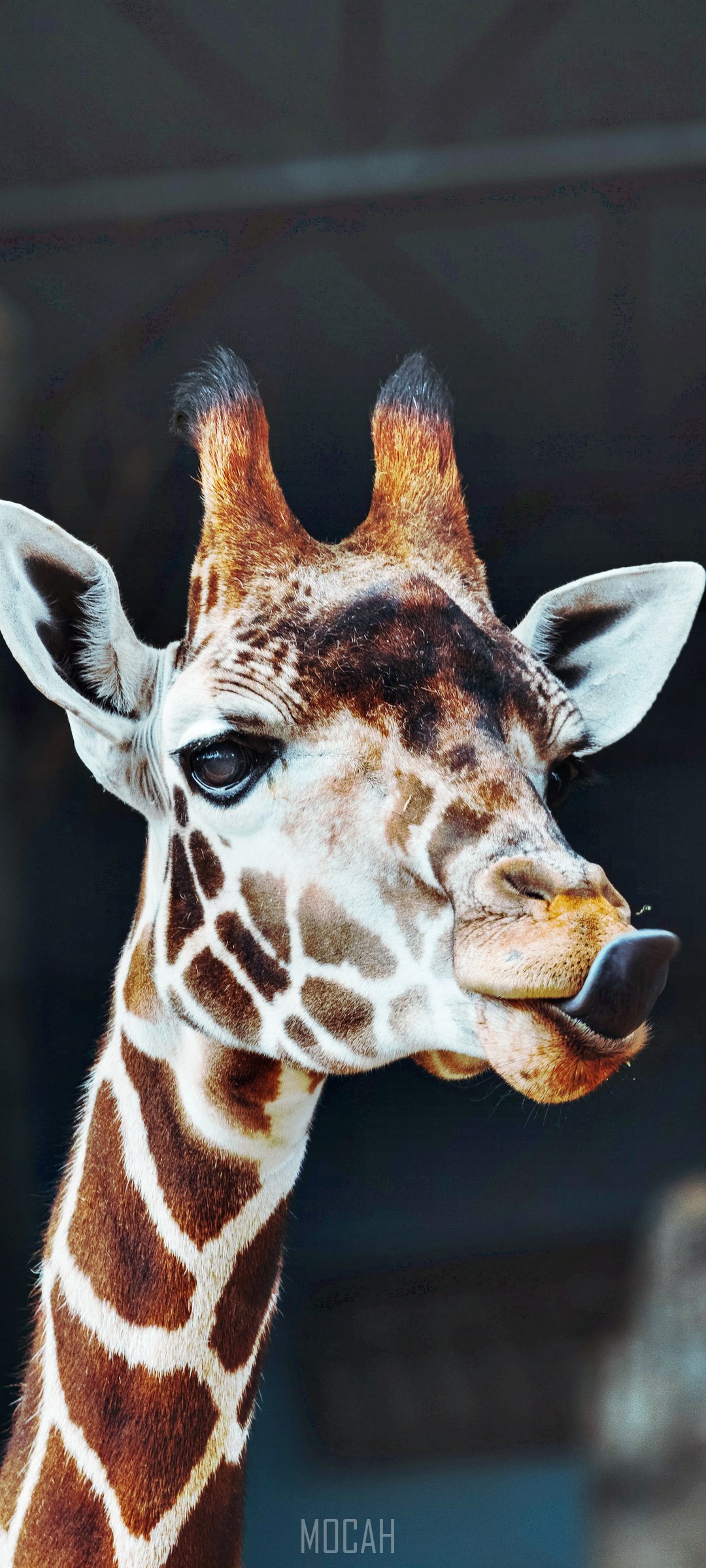 1080x2400  267095 Сансет, вода, горизон, природа, облако, оппорация A91 Full HD обои, 1080x2400 -Hallery Hallery Hdlery HDPAPERSPERSPERSPHOREPERS HD WATLERSPORERSPHAPERSPERSPERSPHOREPERS HDPONERSPORES Pxfuel