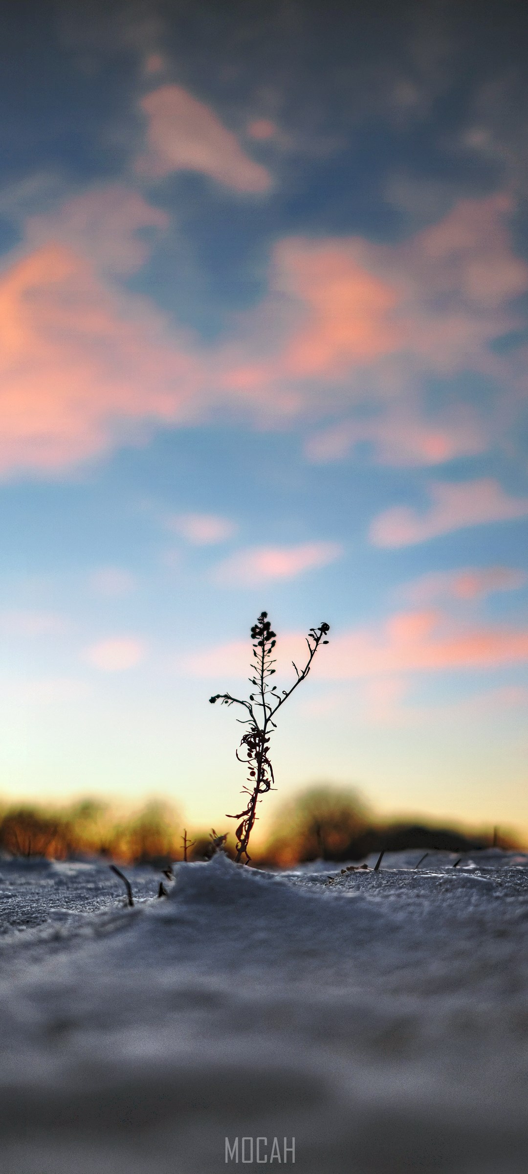 1080x2400  268629 Желтые цветы в Leamington Spa, Oppo A91 обои 1080p, 1080x2400 - Редкая галерея HD Wallpapers