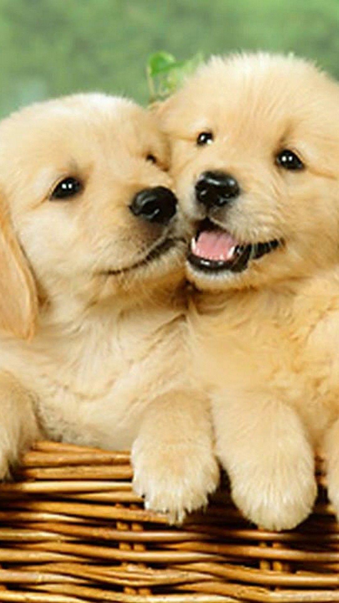 1080x1920  Cute Puppies Phone Wallpapers - Обои Cave