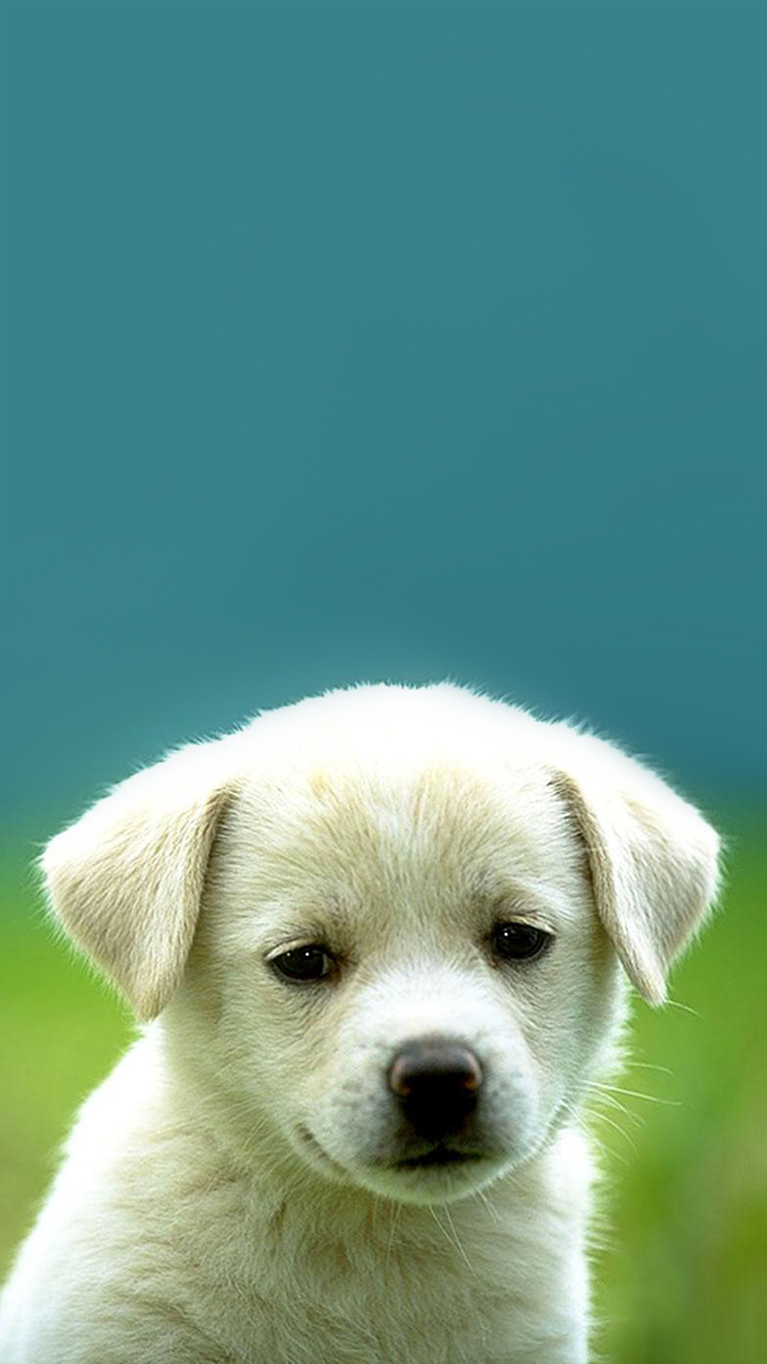 1080x1920  puppy wallpaper 175 - 1080x1920 пикселей - WallpaperPass