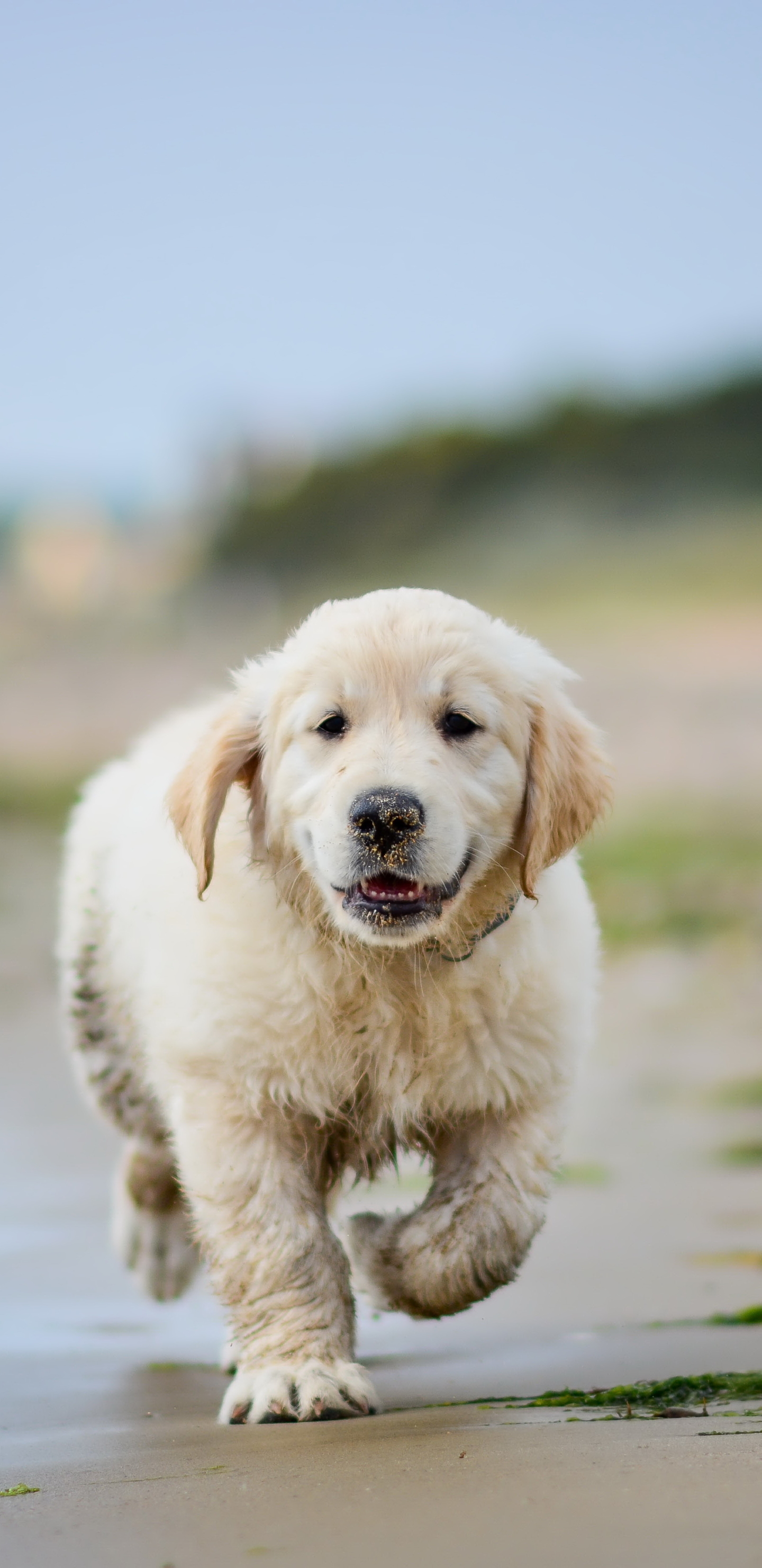 1440x2960  Golden Retriever Puppy Mobile Wallpapers - Wallpaper Cave