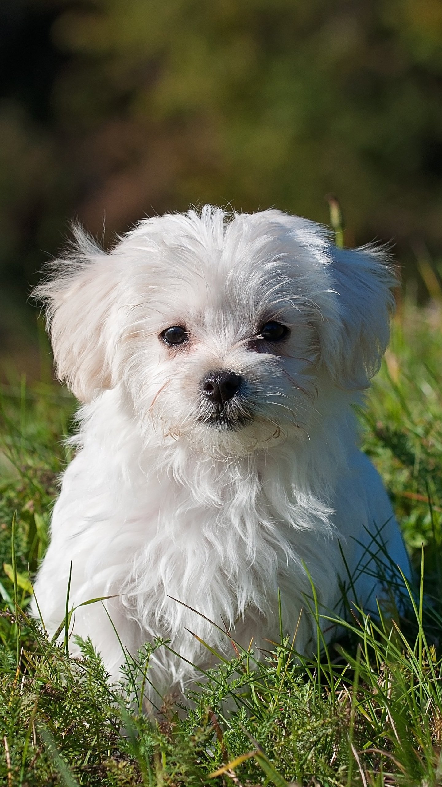 1440x2560  Maltese Puppy Wallpaper - iPhone Android \ u0026 Обои для рабочего стола