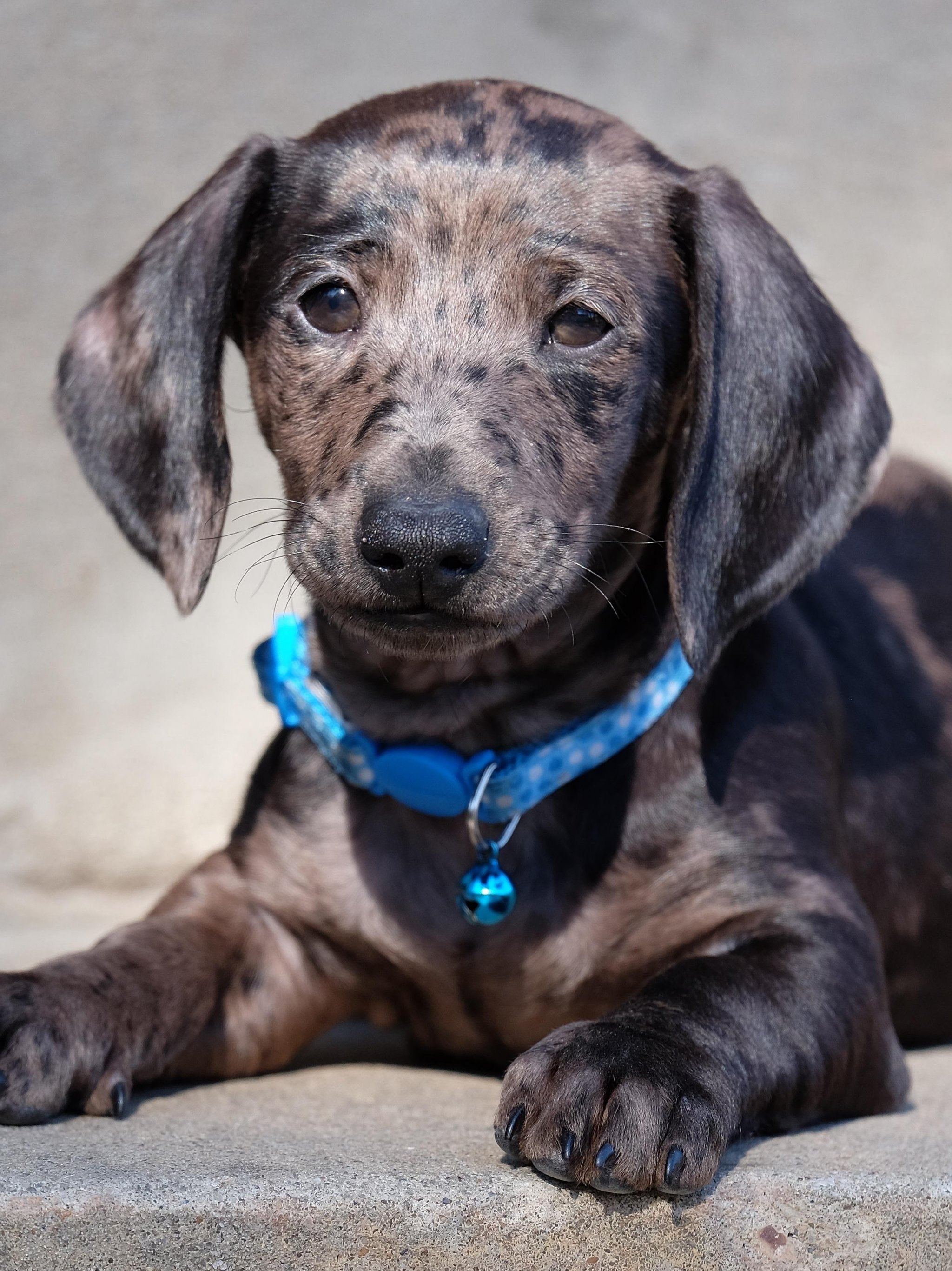 2048x2732   Такса Щенок Обои - iPhone Android  Обои рабочего стола 