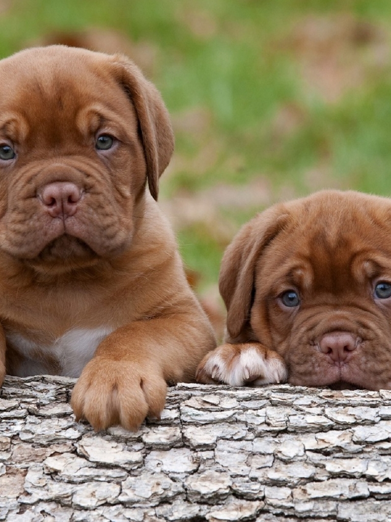 768x1024   Бесплатно обои для мобильного телефона [1440x1280] для рабочего стола Mobile  Tablet | Исследуйте 47+ Скачать бесплатно обои с милыми щенками | Обои на рабочий стол Милые щенки Фото милых щенков Wallpape