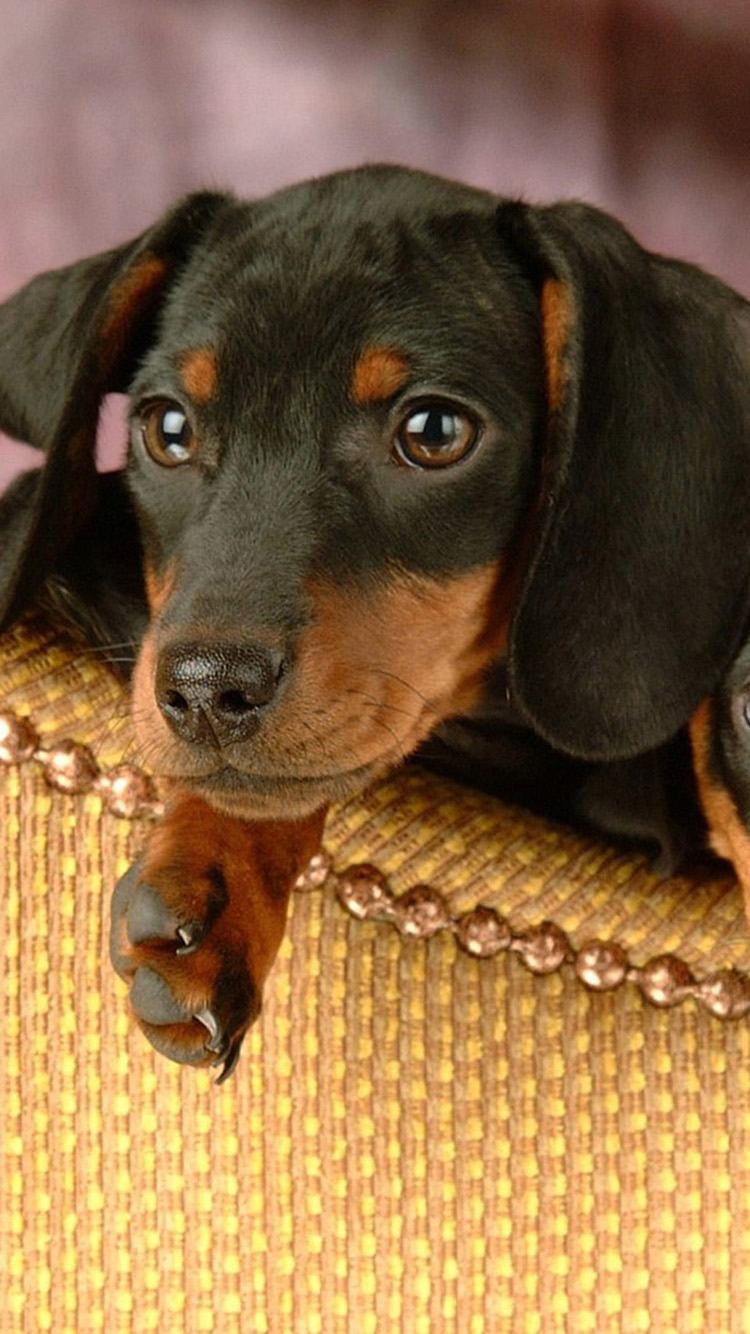 750x1334  Free скачать Cute Dachshund iPhone 6 Wallpapers iPhone 6 Фоны и темы [750x1334] для рабочего стола Мобильный \ u0026 планшет | Ознакомьтесь с 48+ обоями для стен с таксами | Дешевые обои Обои для стен