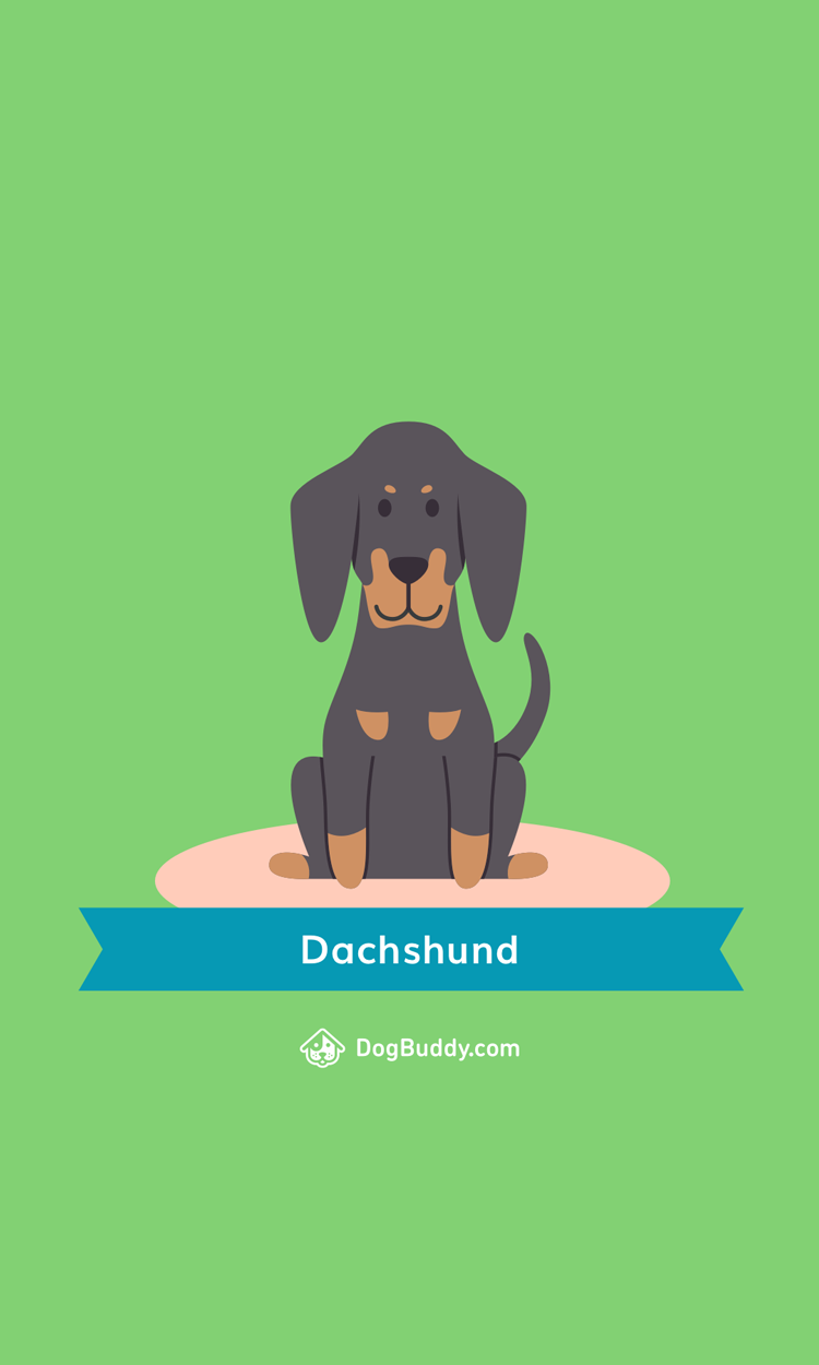 750x1250  Woofpaper: Dachshund - DogBuddy Blog