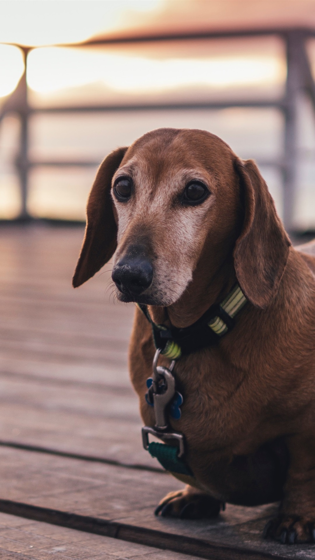 1080x1920   Собака такса домашнее животное 1080x1920 iPhone 8/7/6 / 6S Plus обои фон изображение