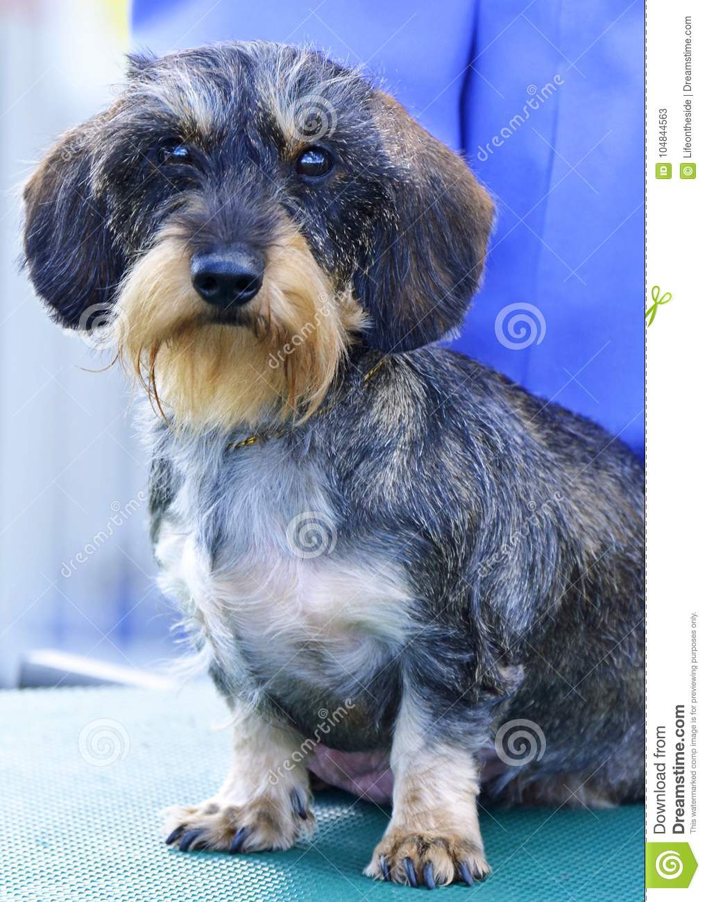 1019x1300   Dachshund HD обои скачать