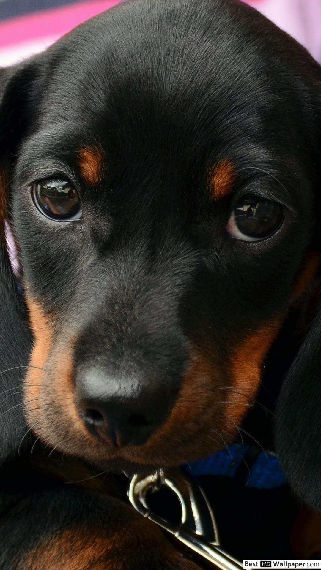 1080x1920   Animal / Dachshund (1440x3040) ID обоев: 868578 - Mobile Abyss