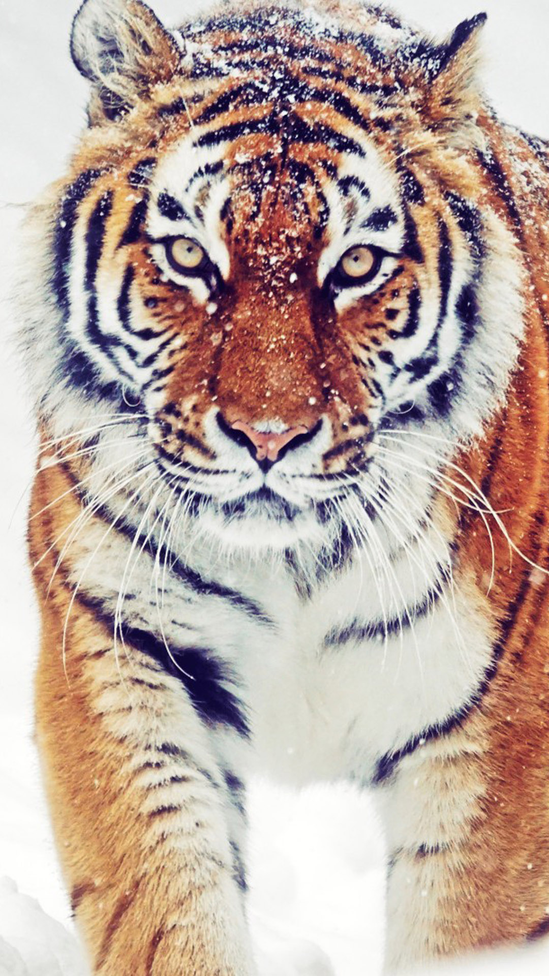 1080x1920 Siberian Tiger Winter Snowfall 4K Ultra HD Мобильные обои 