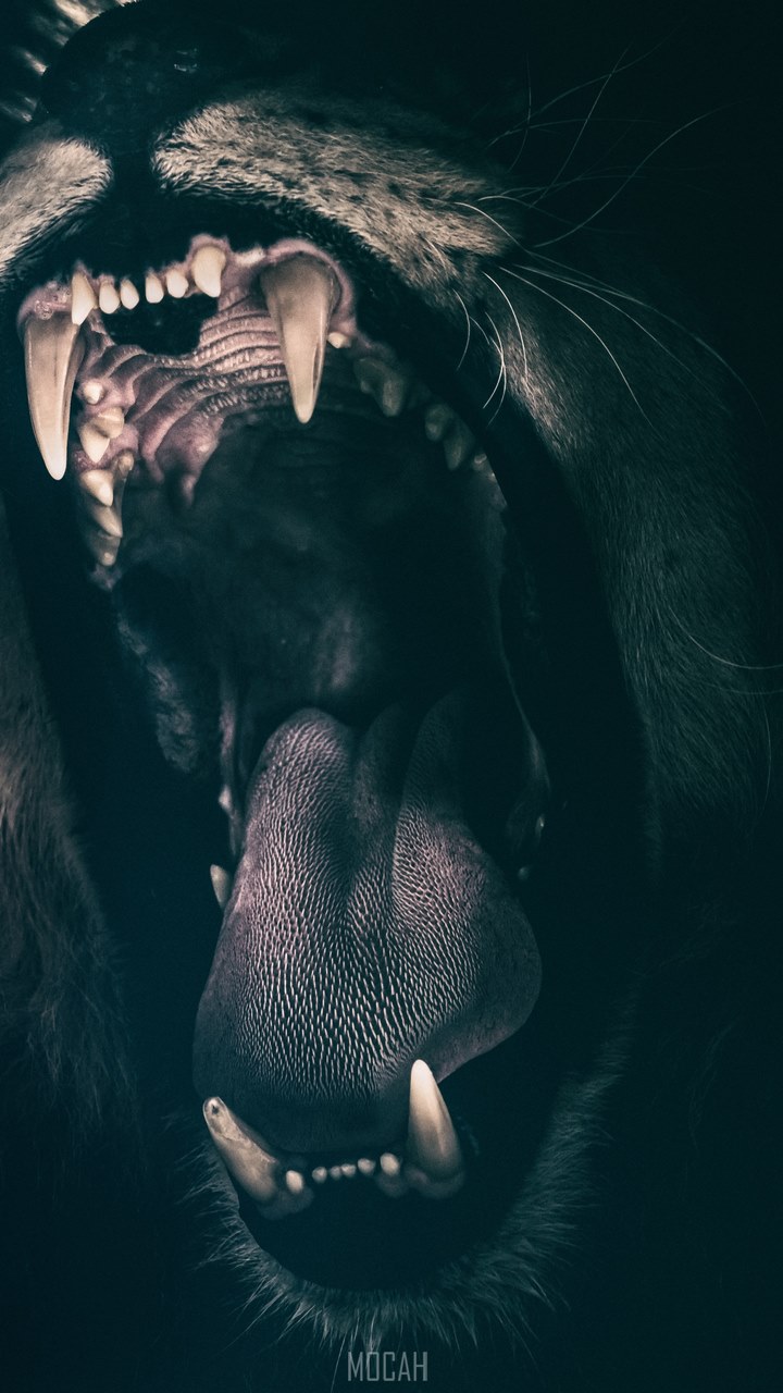 720x1280   Корки вдохновение, жизнь, мужчины, цитата, высказывания, сила, сильная, женщина, HD Телефон Обои | PEACKPX