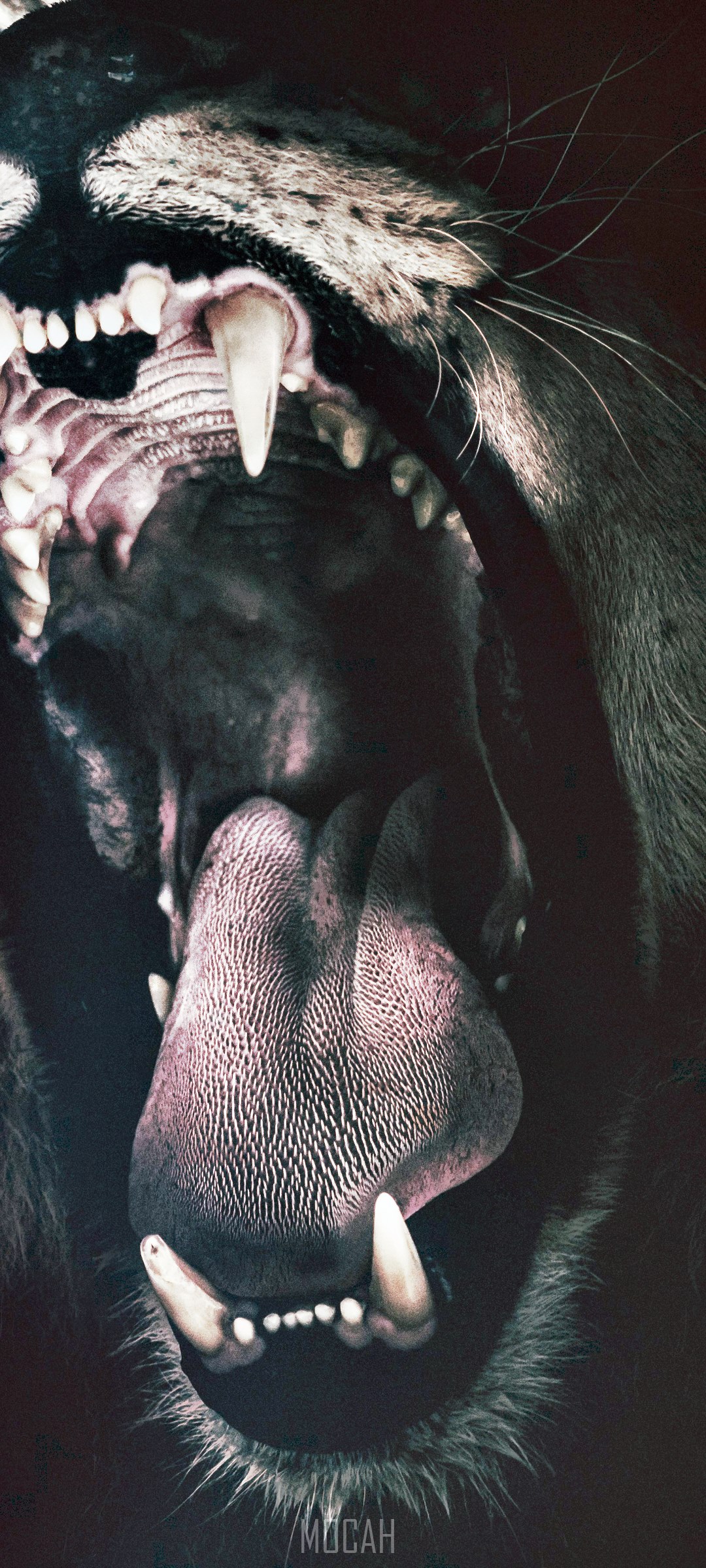 1080x2400  Christian обои HD \ U00264K ДЕЙСТВИЯ СЕРСИЯ ОБОВЫЕ ПЕРЬЯ Просмотрите миллионы популярных обоев животных ... | Фотография Lion, Lion Pictures, Lion Images