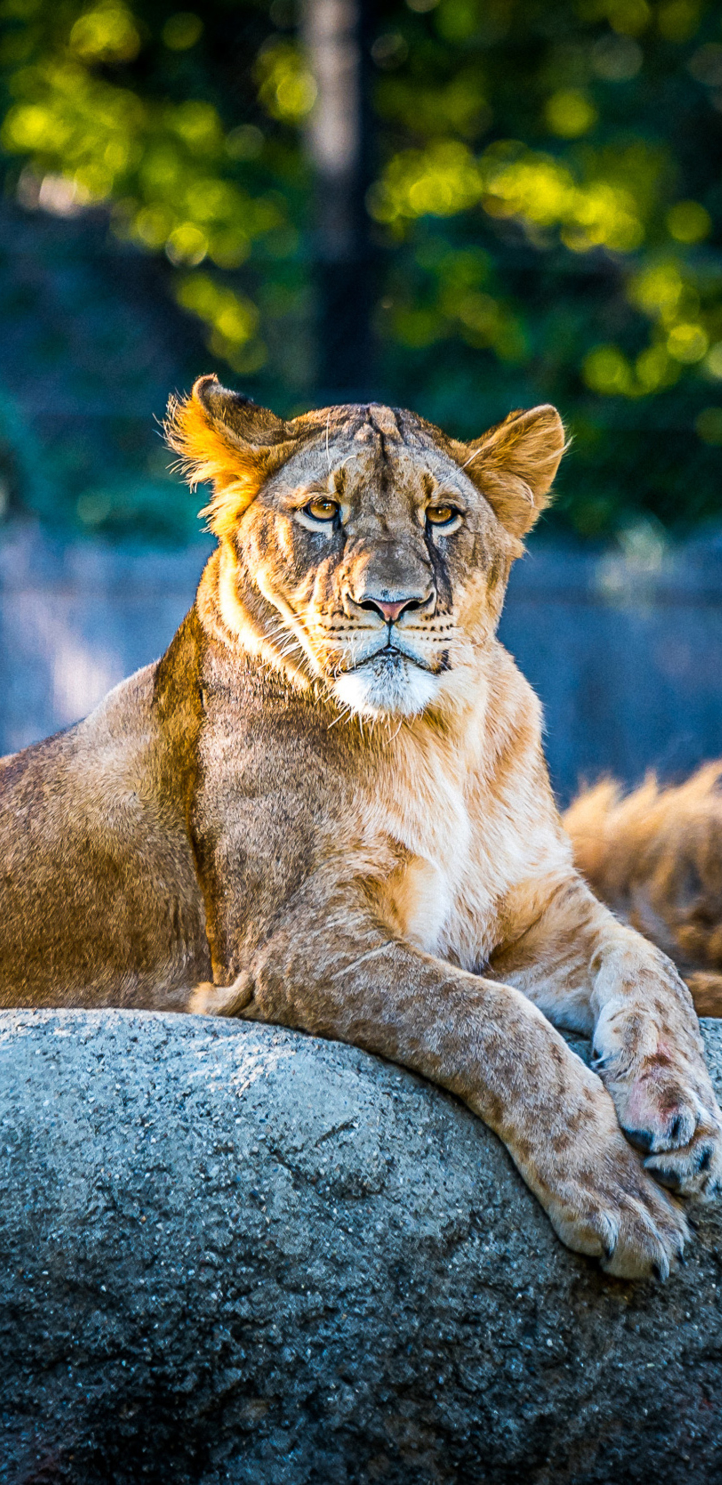 1440x2960  squirrel Дикая природа Клигай Клинг 4K Ultra HD Мобильные обои 