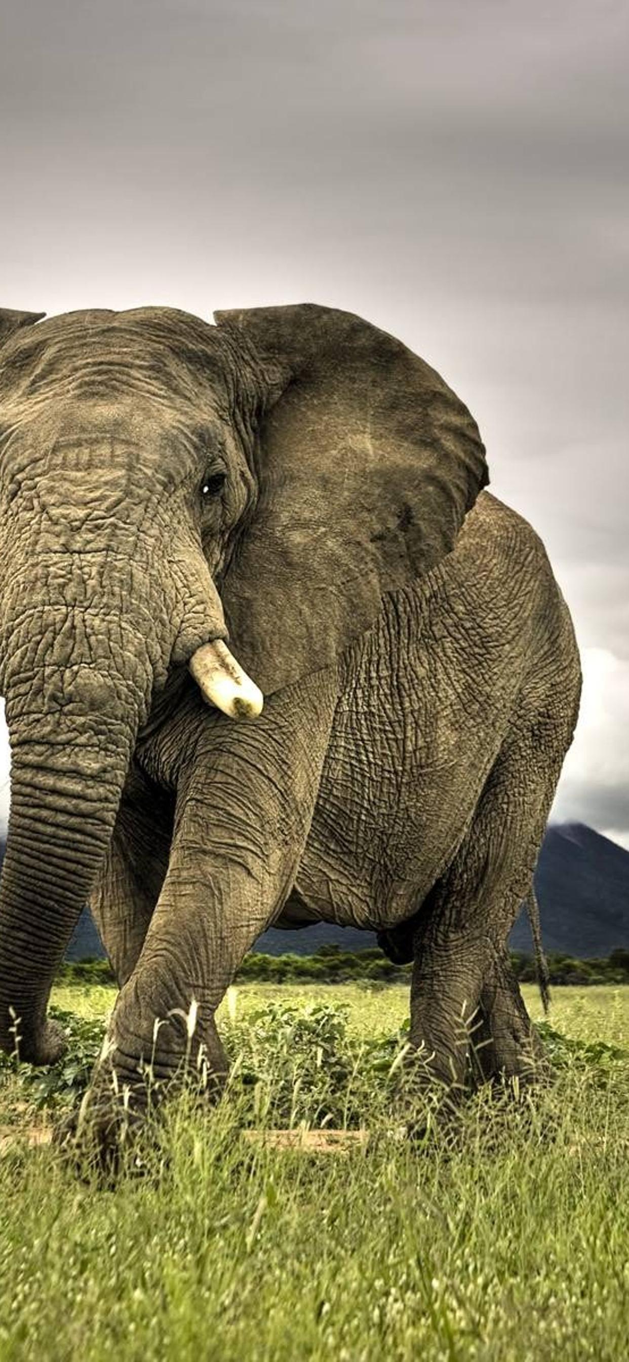 1242x2688   500+ белых тигровых картин [HD] | Скачать бесплатные изображения на unsplash