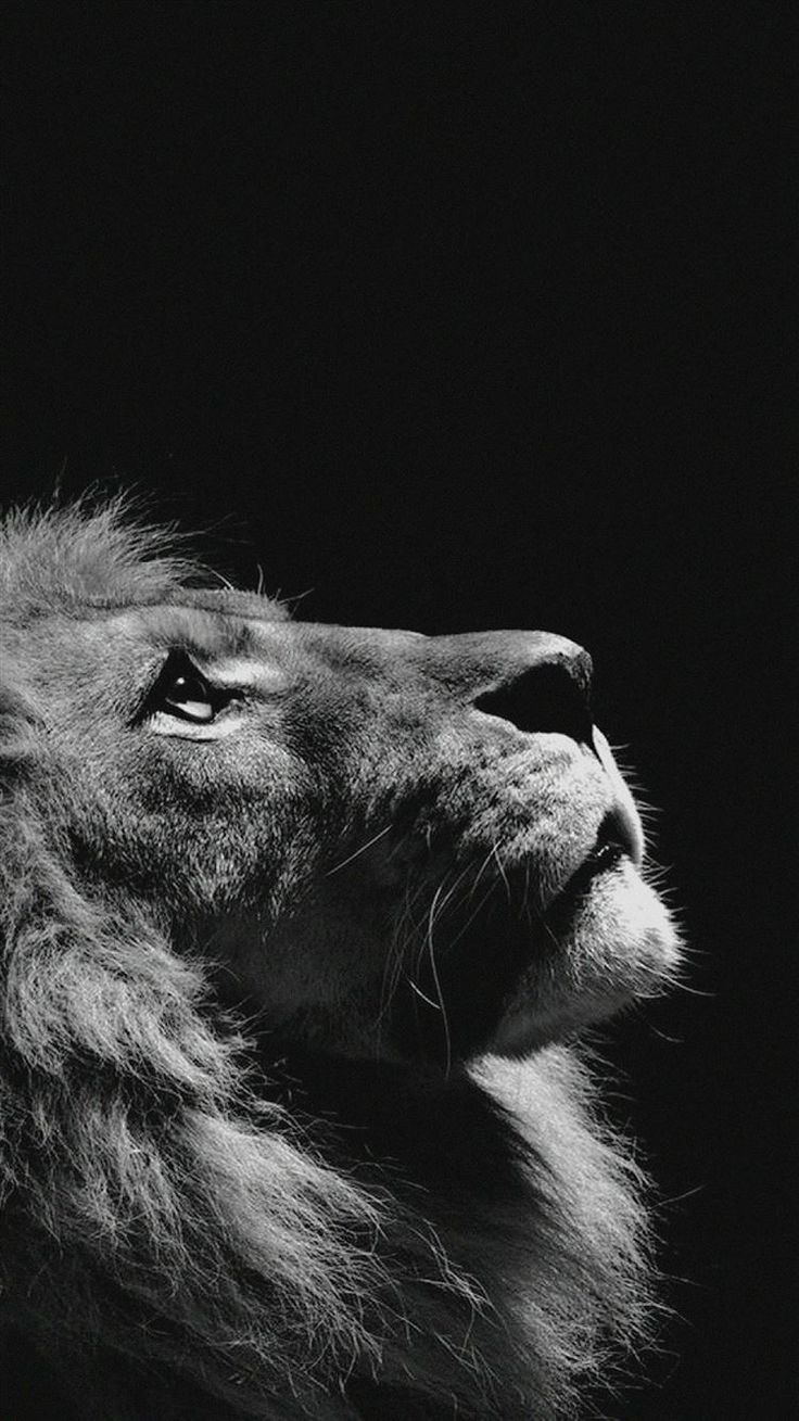 736x1309   King, Amazon, Animals, Art, Art, Dark, Forest, Green, Leving, Lion, Manipulation, HD Телефон Обои | Обои на обои 840x1336, дикая природа, дикая кошка, портрет, iPhone 5, iPhone 5s, iPhone 5C, iPod Touch, 840x1336 HD Фон, 7472