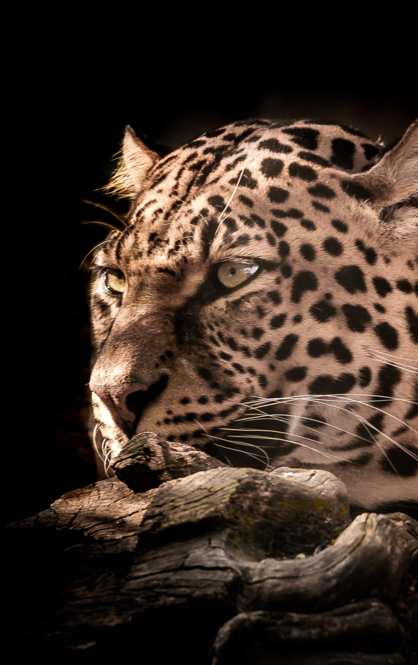 840x1336  Lion Wallpapers: бесплатно HD скачать [500+ HQ] | Unsplash