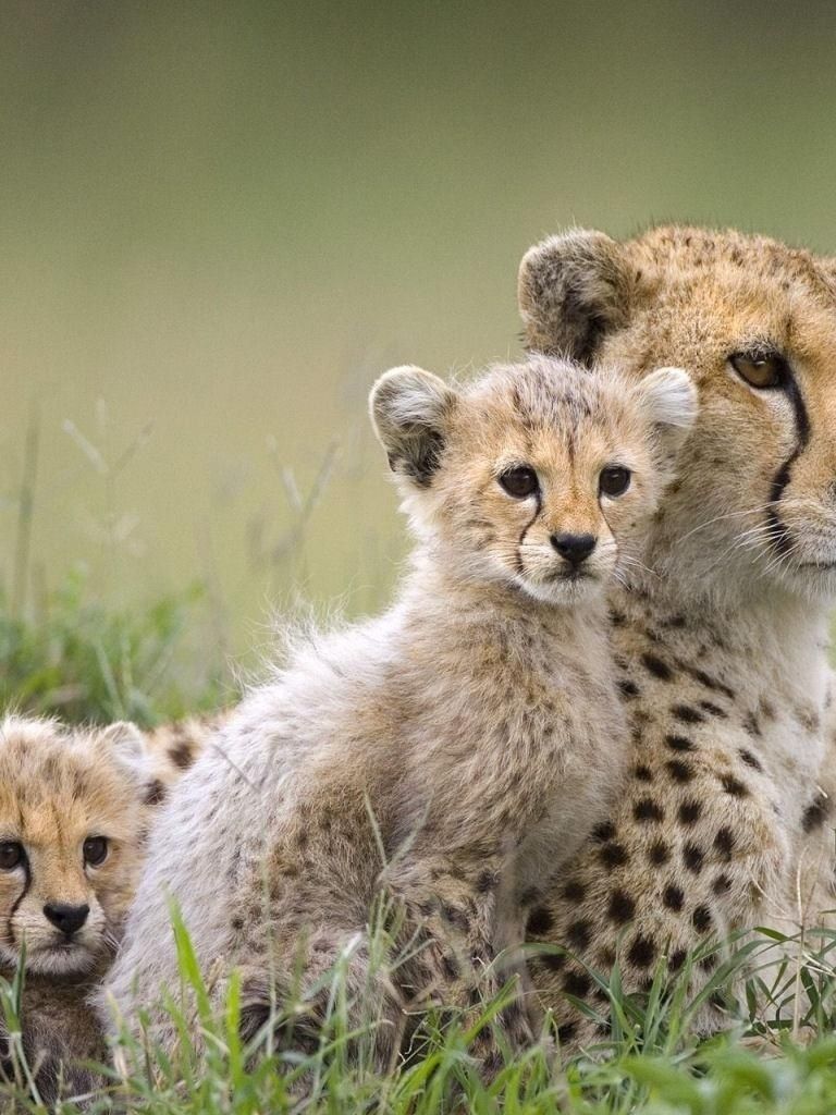 768x1024   Wild Animals Wallpapers APK для Android Download