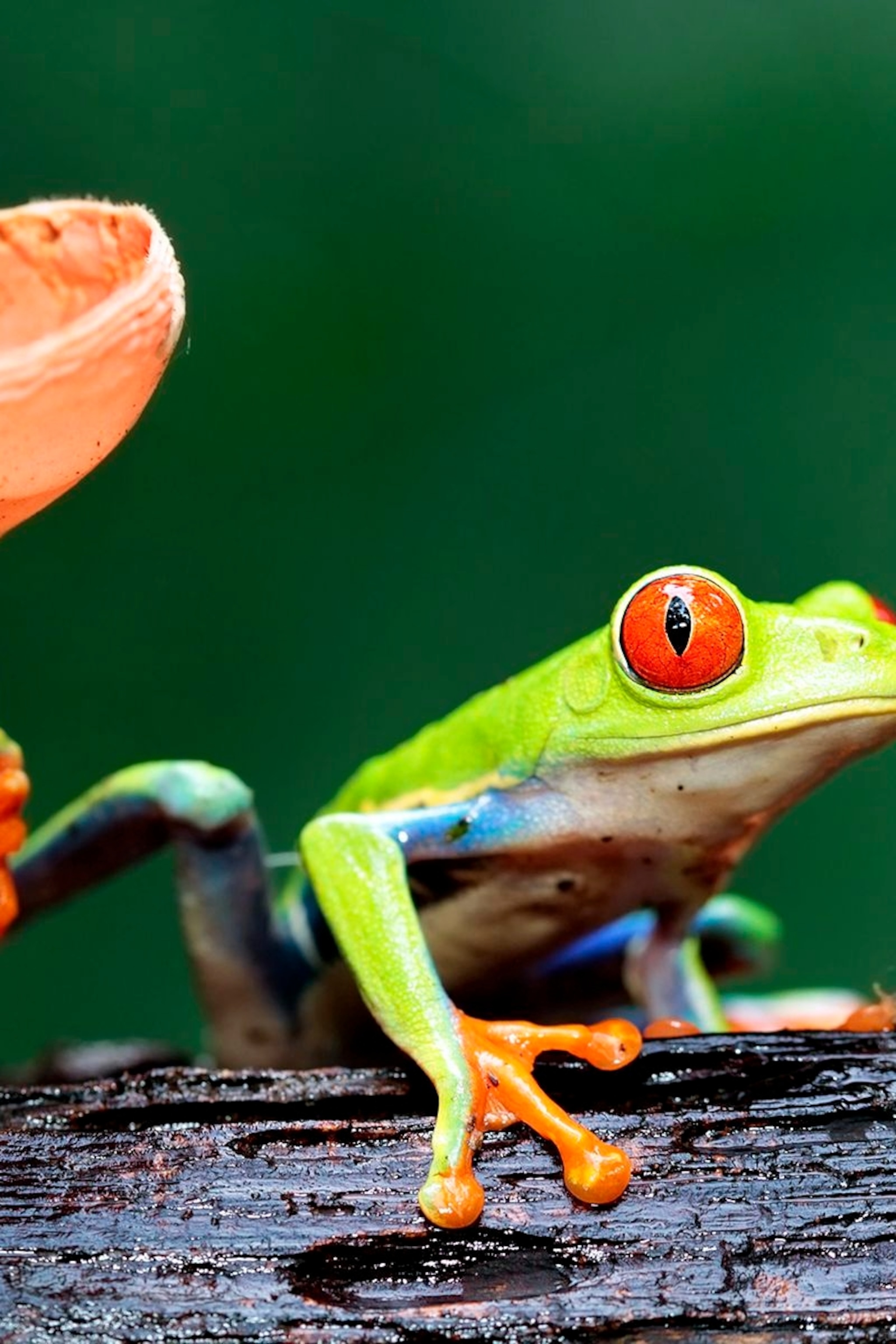 2048x3072  tell Me Lies | Книга от Carola Lovering | Официальная страница издателя | Simon \ U0026 Schuster