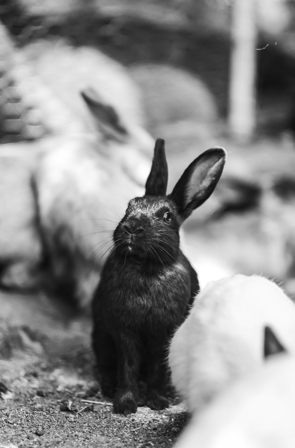 1000x1518  black White Rabbit 1080p, 2K, 4K, 5K HD Обои бесплатно скачать | Обои Flare