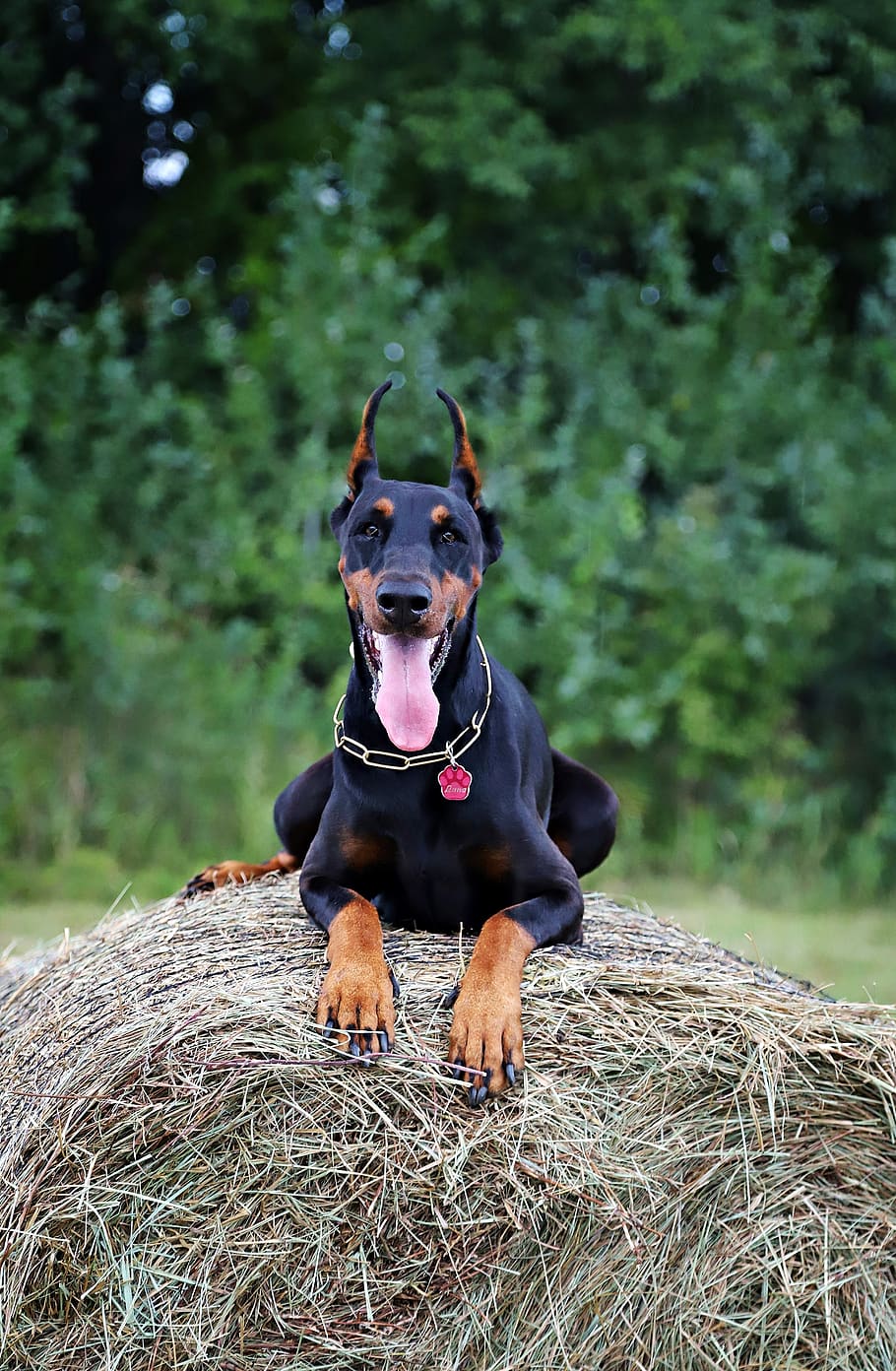 910x1392 Doberman 1080P 2K 4K 5K HD wallpapers скачать бесплатно | Wallpaper Flare 