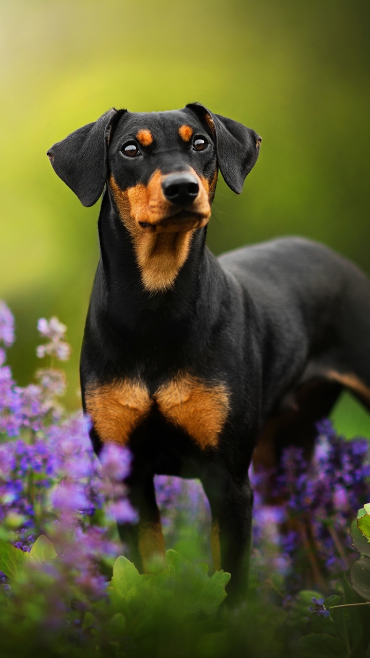 720x1280 Animal / Doberman Pinscher (720x1280) ID обоев: 721481 - Mobile Abyss