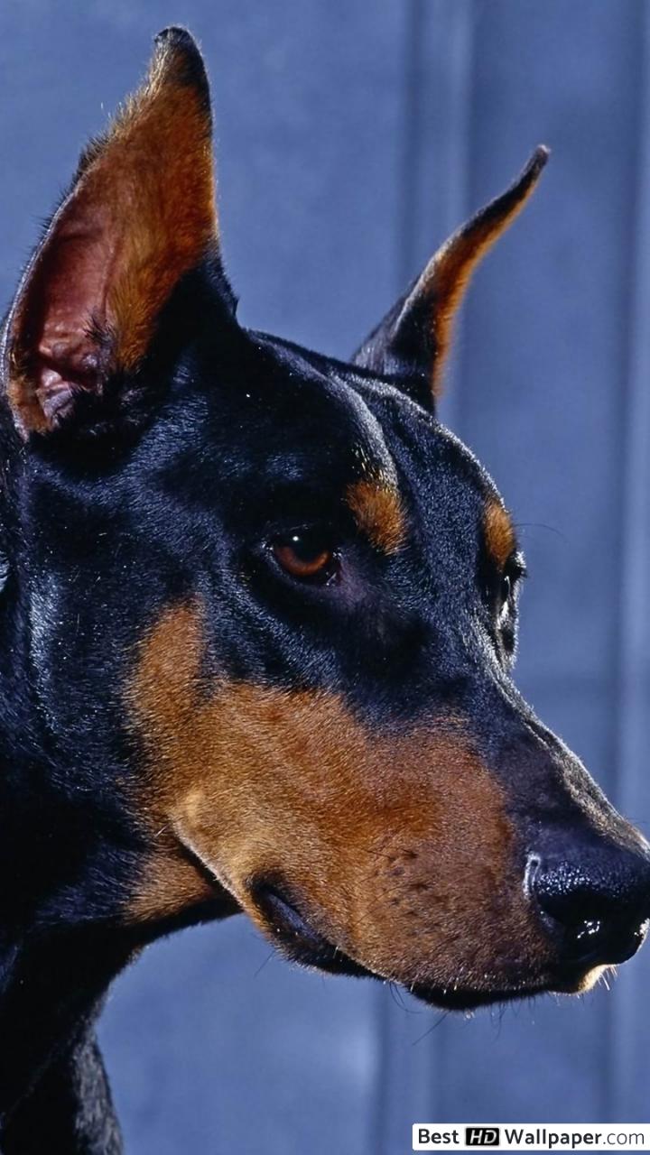 720x1280 Beautiful Doberman Pinscher HD обои скачать