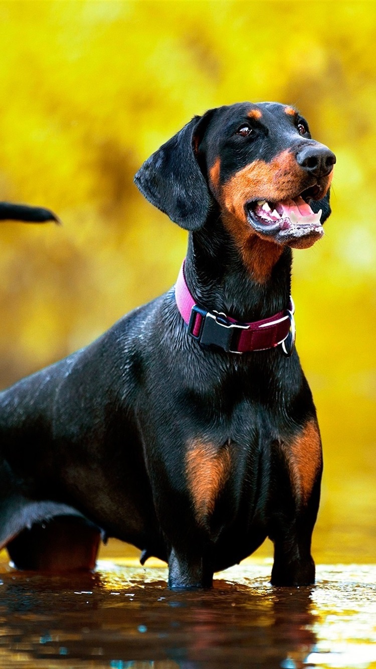 750x1334 Iphone Wallpaper Doberman Dog Stand In Water - Doberman Dog Wallpaper For Phone - 750x1334 Wallpaper - teahub.io 