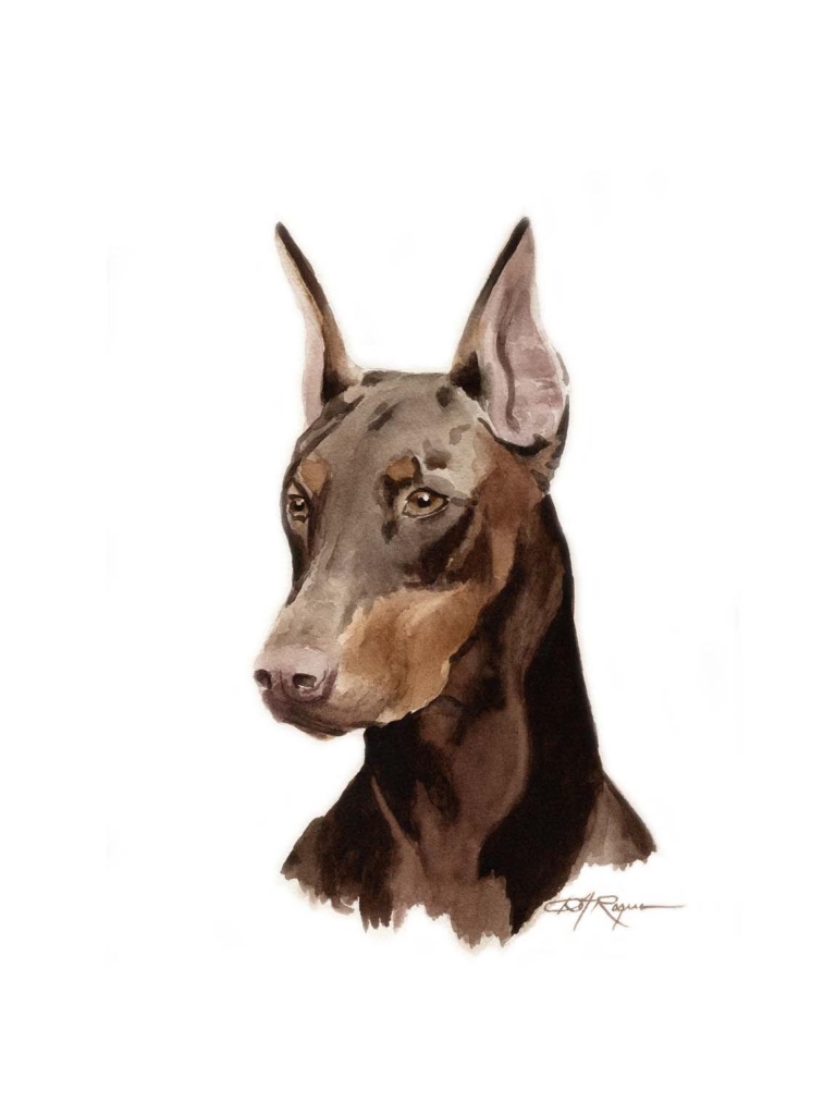 768x1024 Free download Pics Photos Doberman Pinscher Wallpaper [2048x1536] для рабочего стола Mobile Tablet | Исследуйте 73+ доберманов обои | Доберман Обои для рабочего стола 