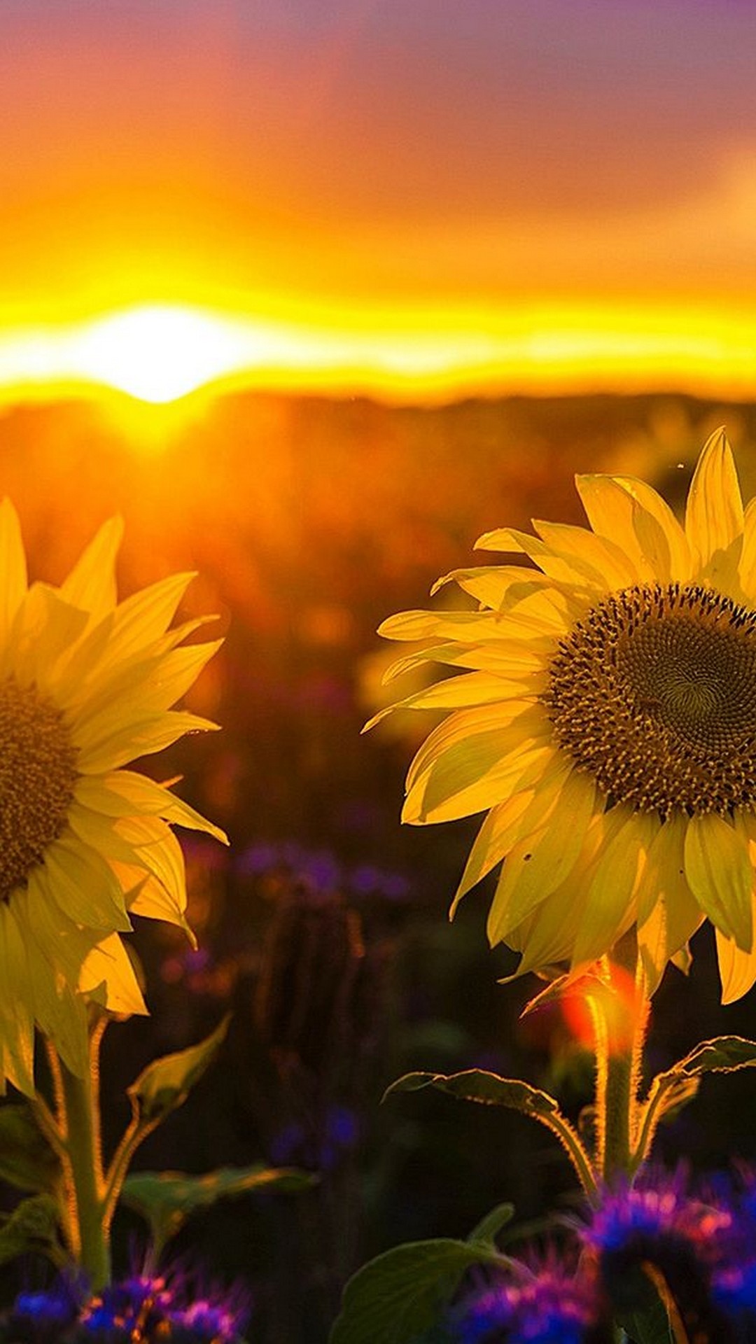 1080x1920   Бесплатно скачать мирный серфинг 4K Закат обои 4K Обои [3840x2160] для рабочего стола Mobile \ u0026 Tablet | Исследуйте 43+ 4K Закат обои | 4K Природа обои Весна Япония Потрясающие 4K обои 4K