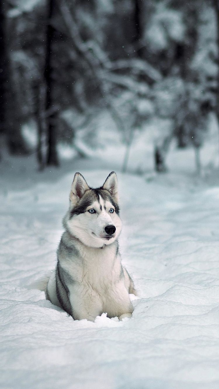 750x1334  Winter Husky Wallpapers - Обои пещера 