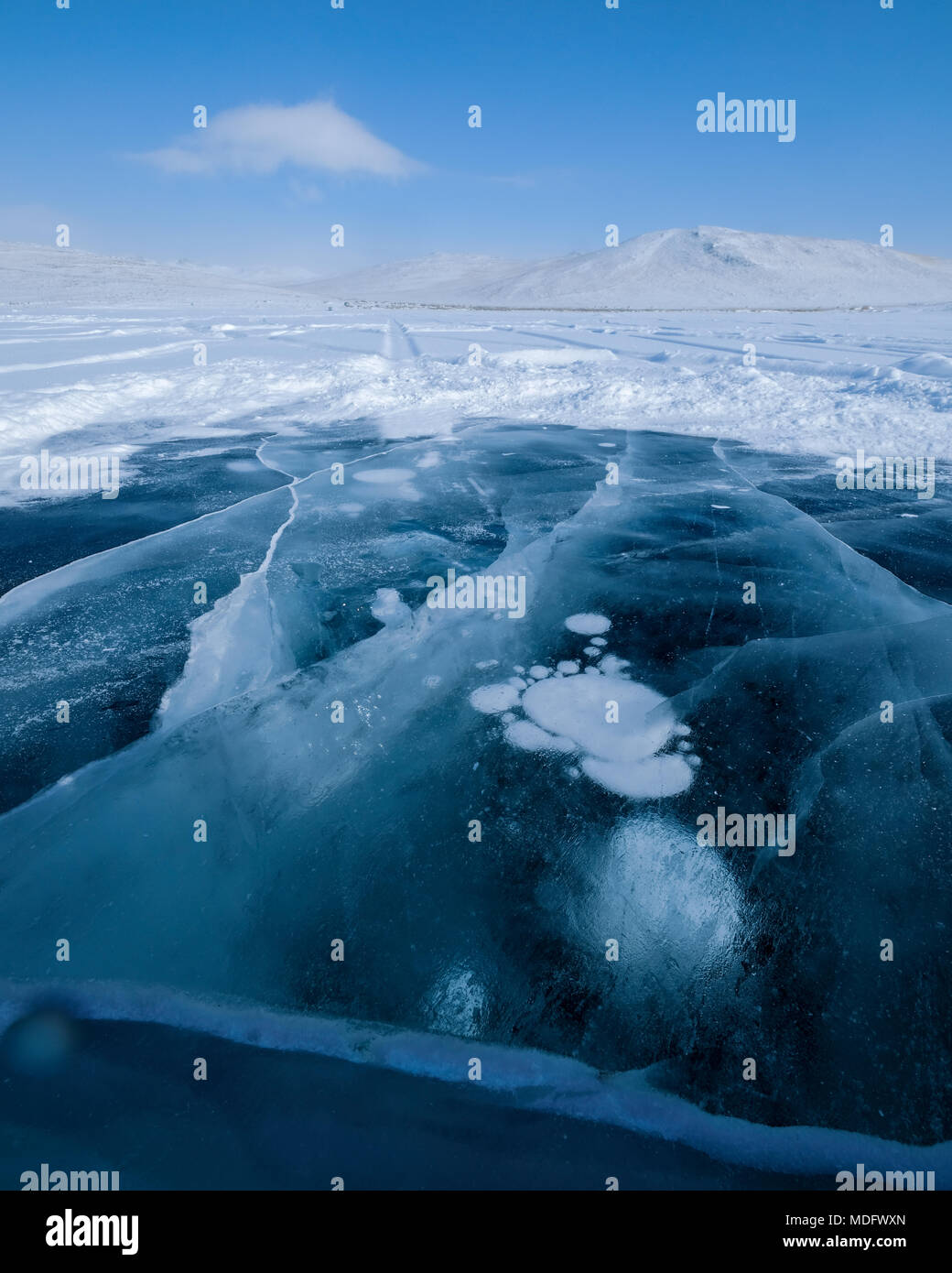 1040x1390  HD обои: природа, пейзаж, весна, Сибири, дерево, парк, красивый, лес | Обои Flare