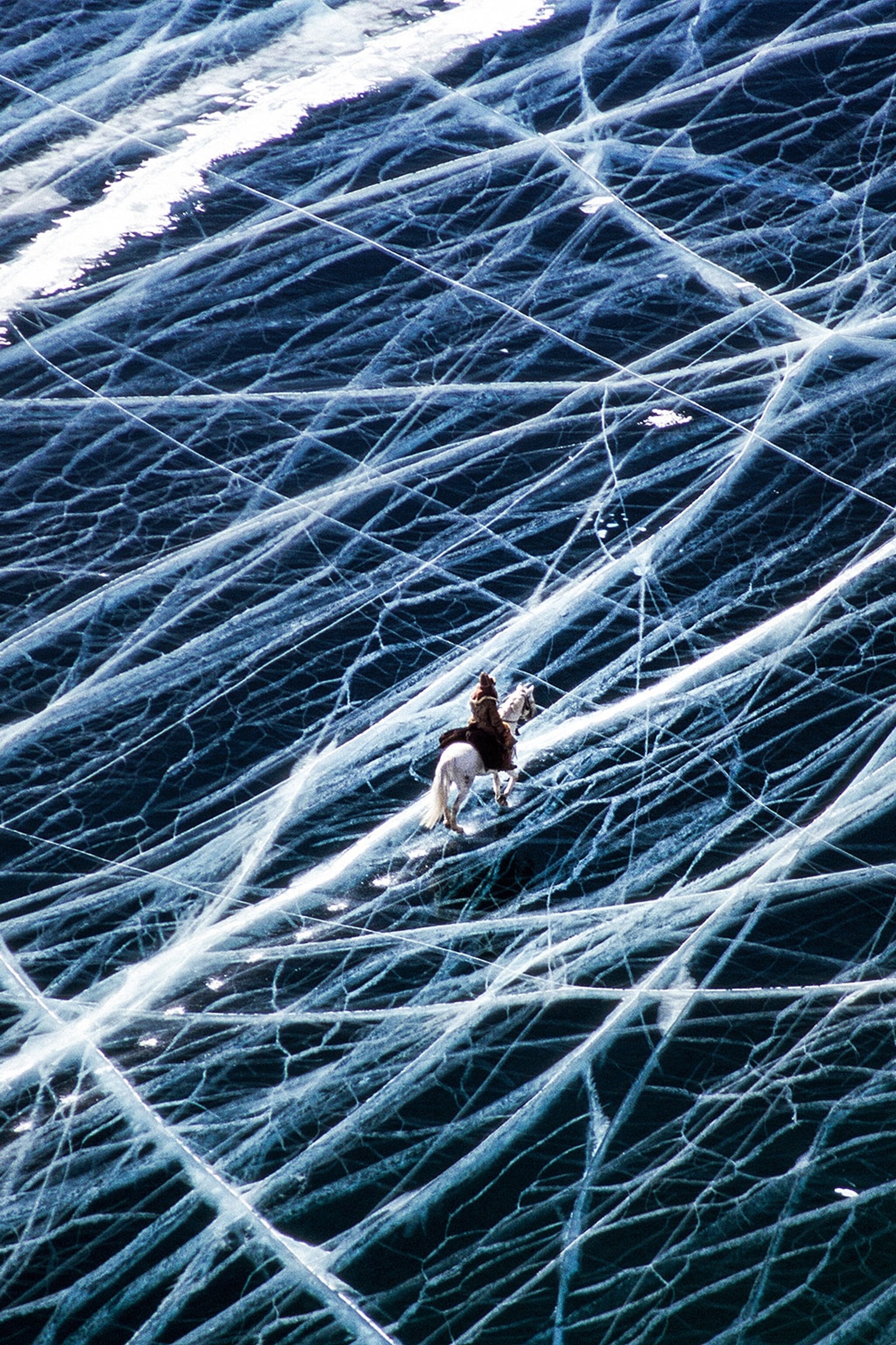 2048x3072  Siberian Forest Cat 1080p, 2K, 4K, 5K HD Обои Скачать бесплатно | Обои Flare 