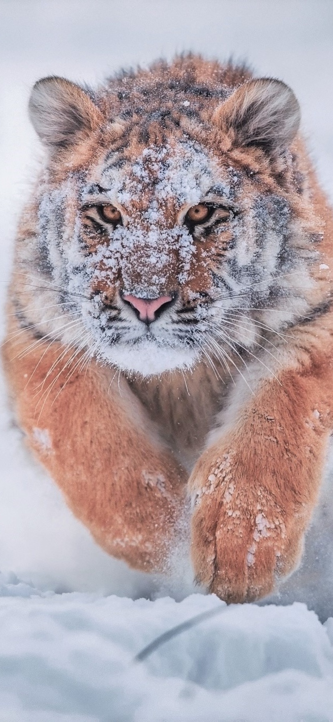 1125x2436  gentle - Folker Michaelsen